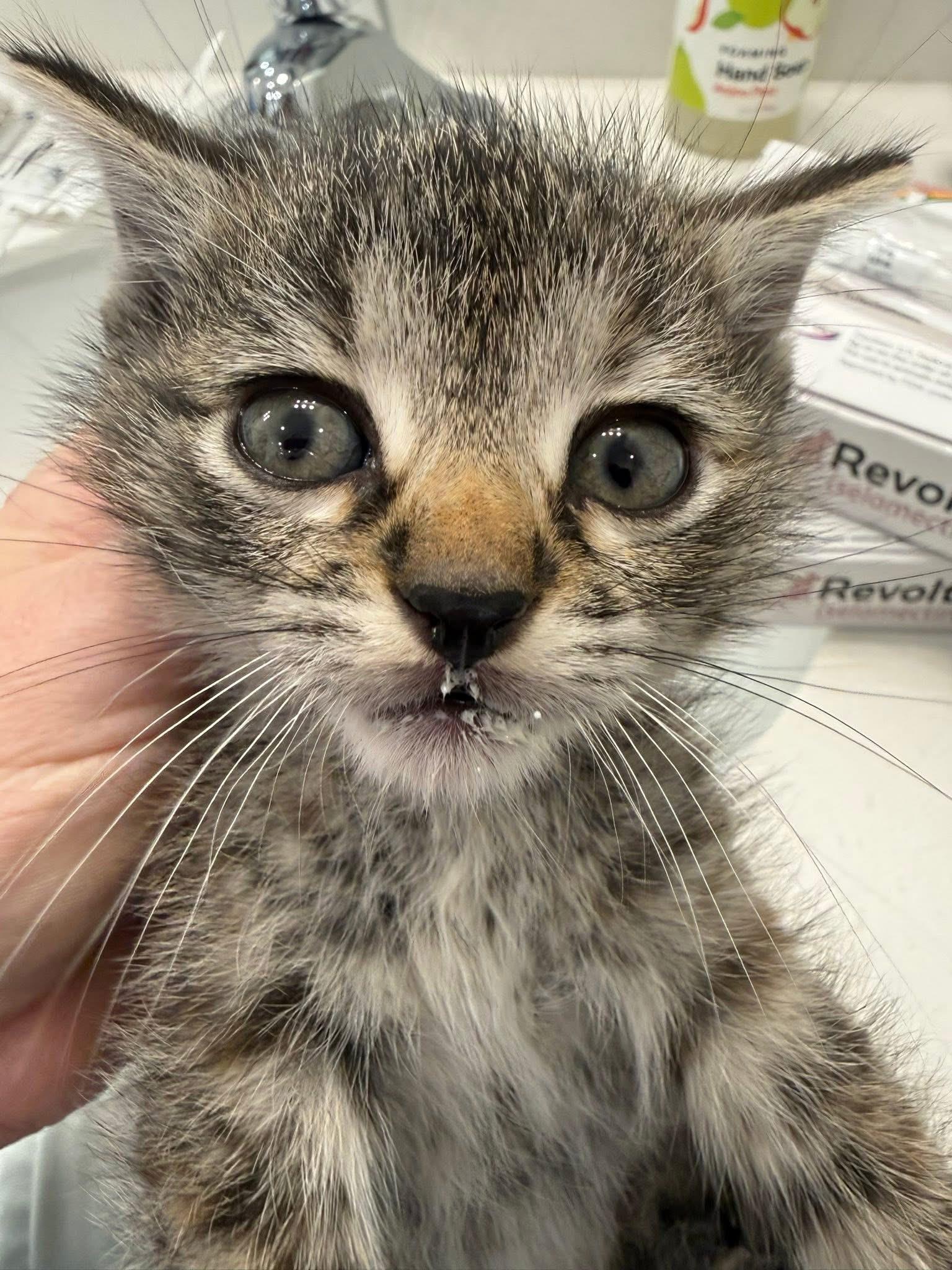 Enlarge Aurora and Aspen, an adopted Domestic Short Hair in Ponte vedra, FL image 5/6
