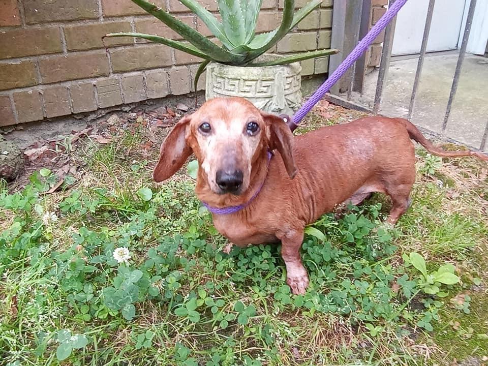 Ernie, a Adopted mixed breed in Ridgeland, SC image 1/6