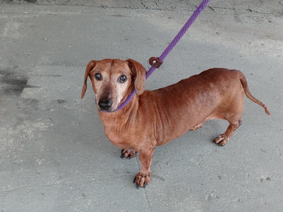 Ernie, a Adopted mixed breed in Ridgeland, SC image 3/6