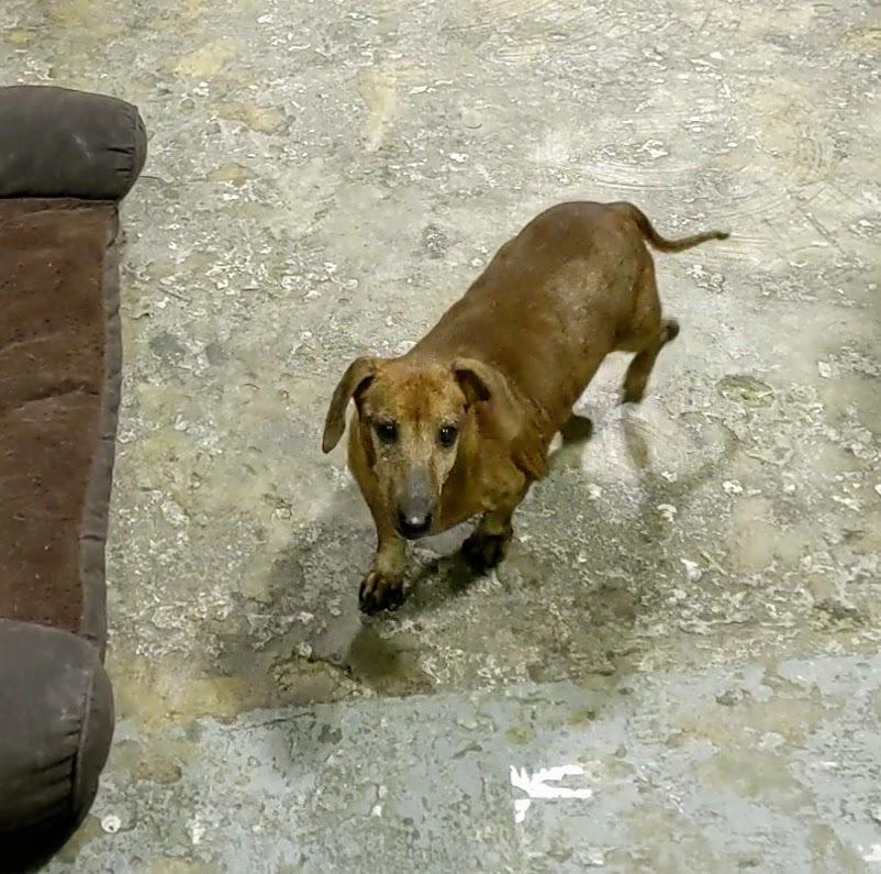 Ernie, a Adopted mixed breed in Ridgeland, SC image 4/6