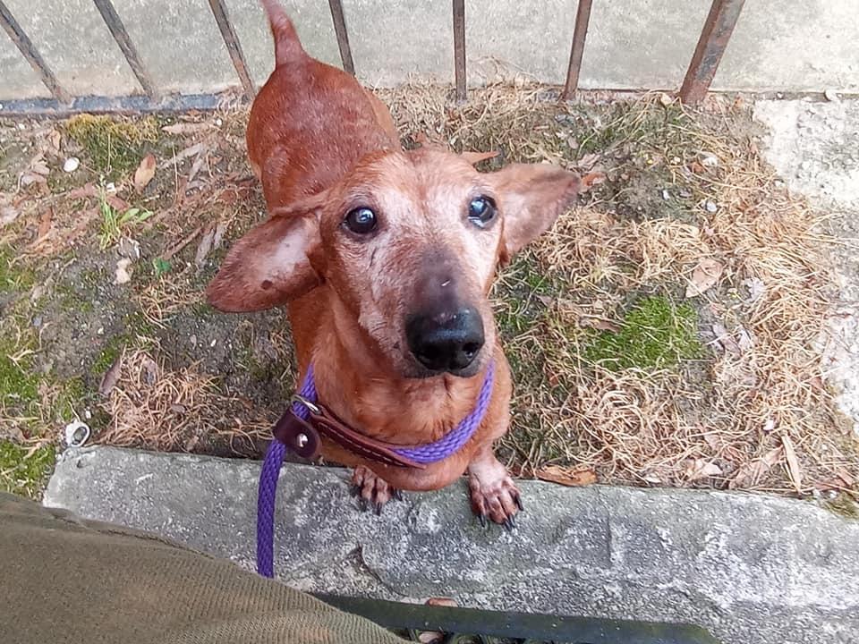 Ernie, a Adopted mixed breed in Ridgeland, SC image 5/6