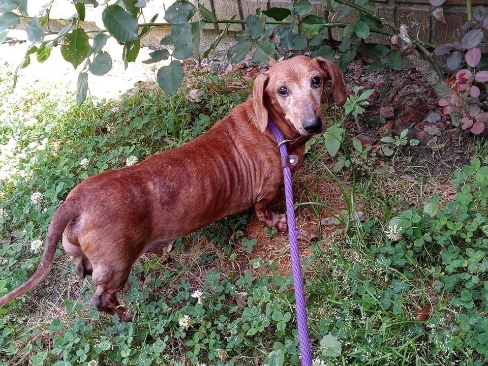 Ernie, a Adopted mixed breed in Ridgeland, SC image 6/6