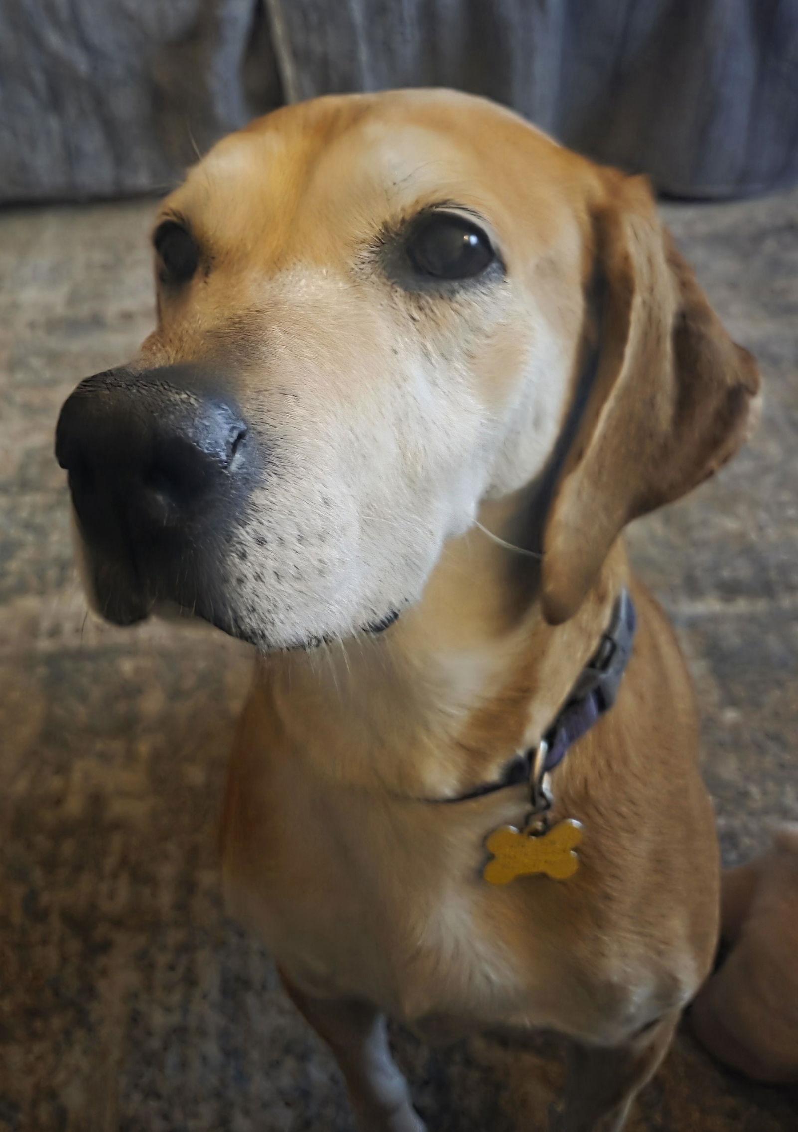 Brea, Adoptable, Senior Female Hound.