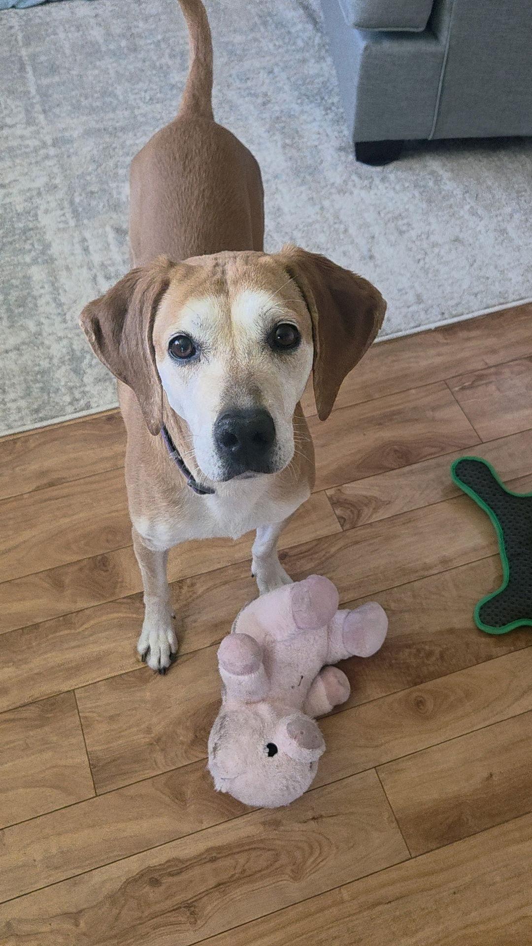 Enlarge Brea, a Adoptable Hound in Salt Lake City, UT image 2/3
