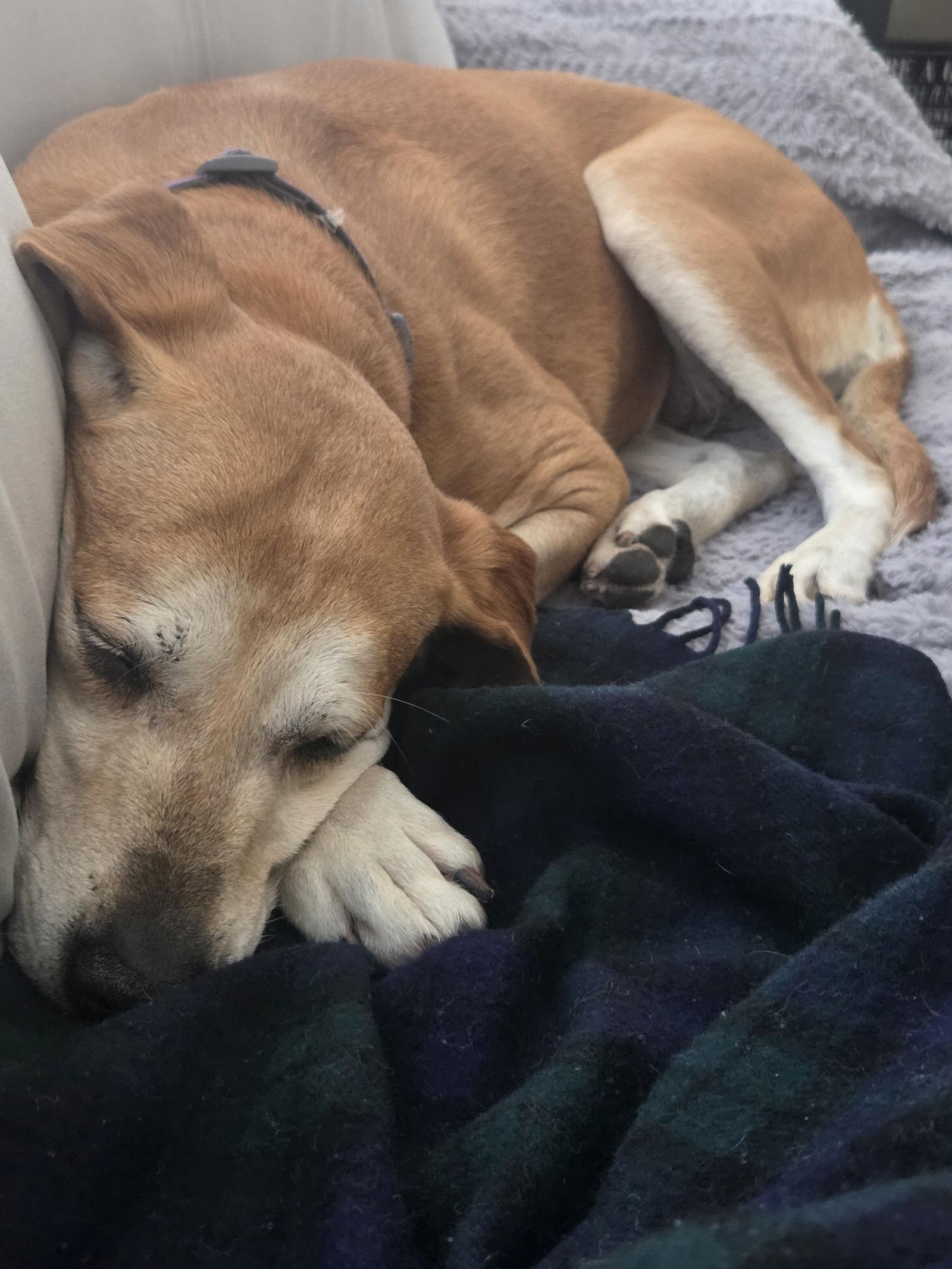 Enlarge Brea, a Adoptable Hound in Salt Lake City, UT image 3/3