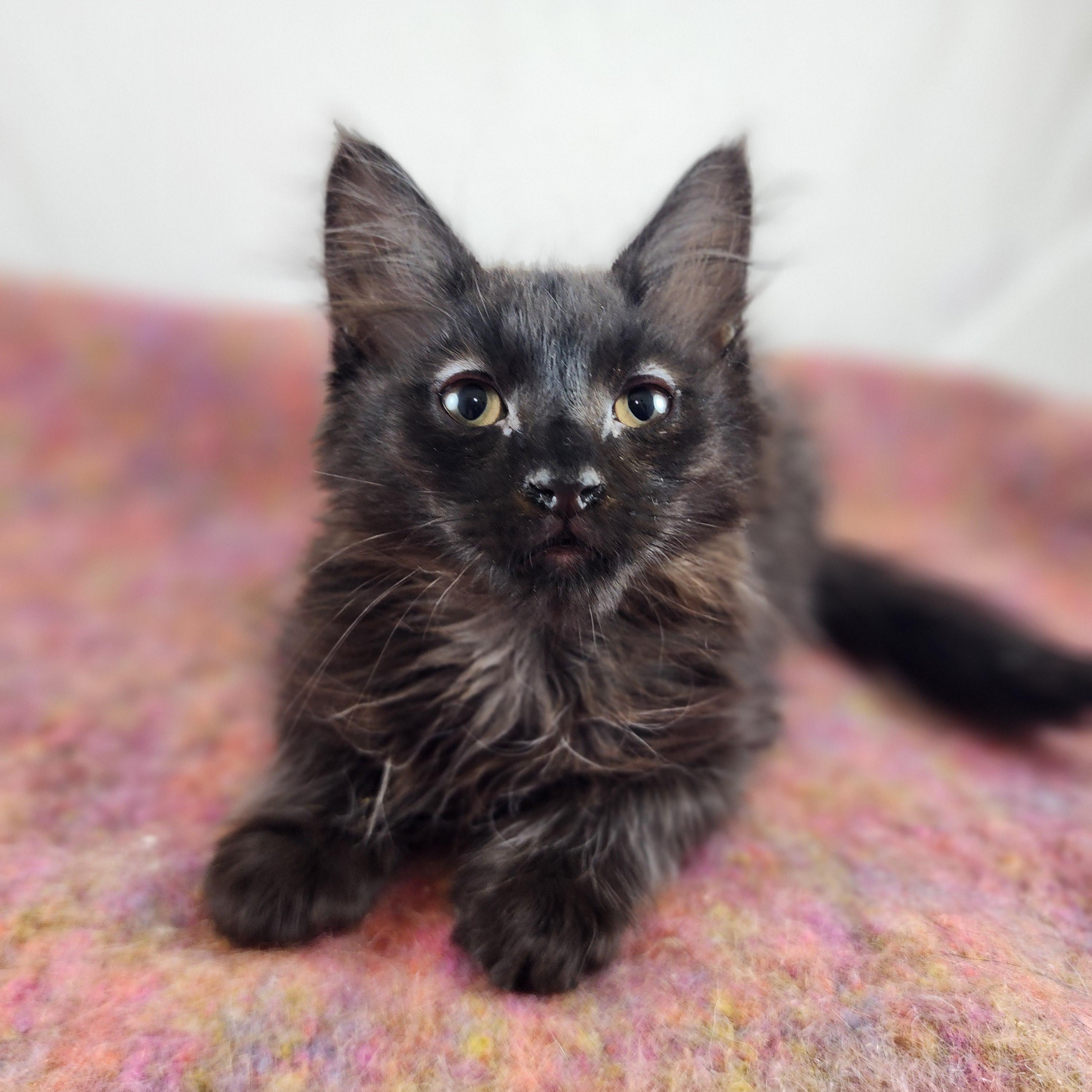 Casanova, Adopted, Kitten Male Domestic Medium Hair.