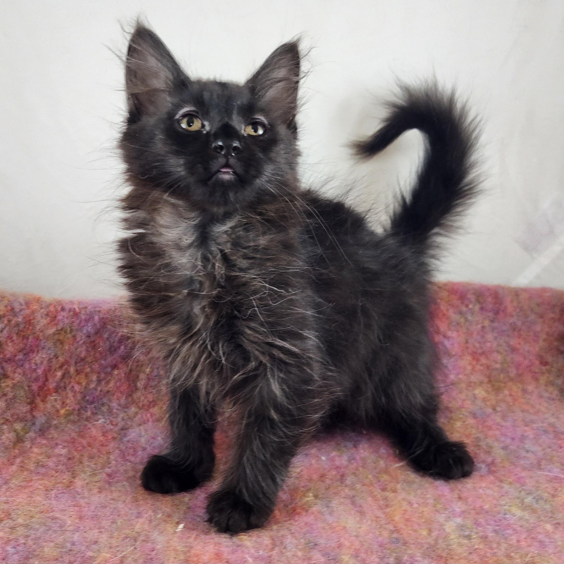 Enlarge Casanova, a Adopted Domestic Medium Hair in New York, NY image 2/6