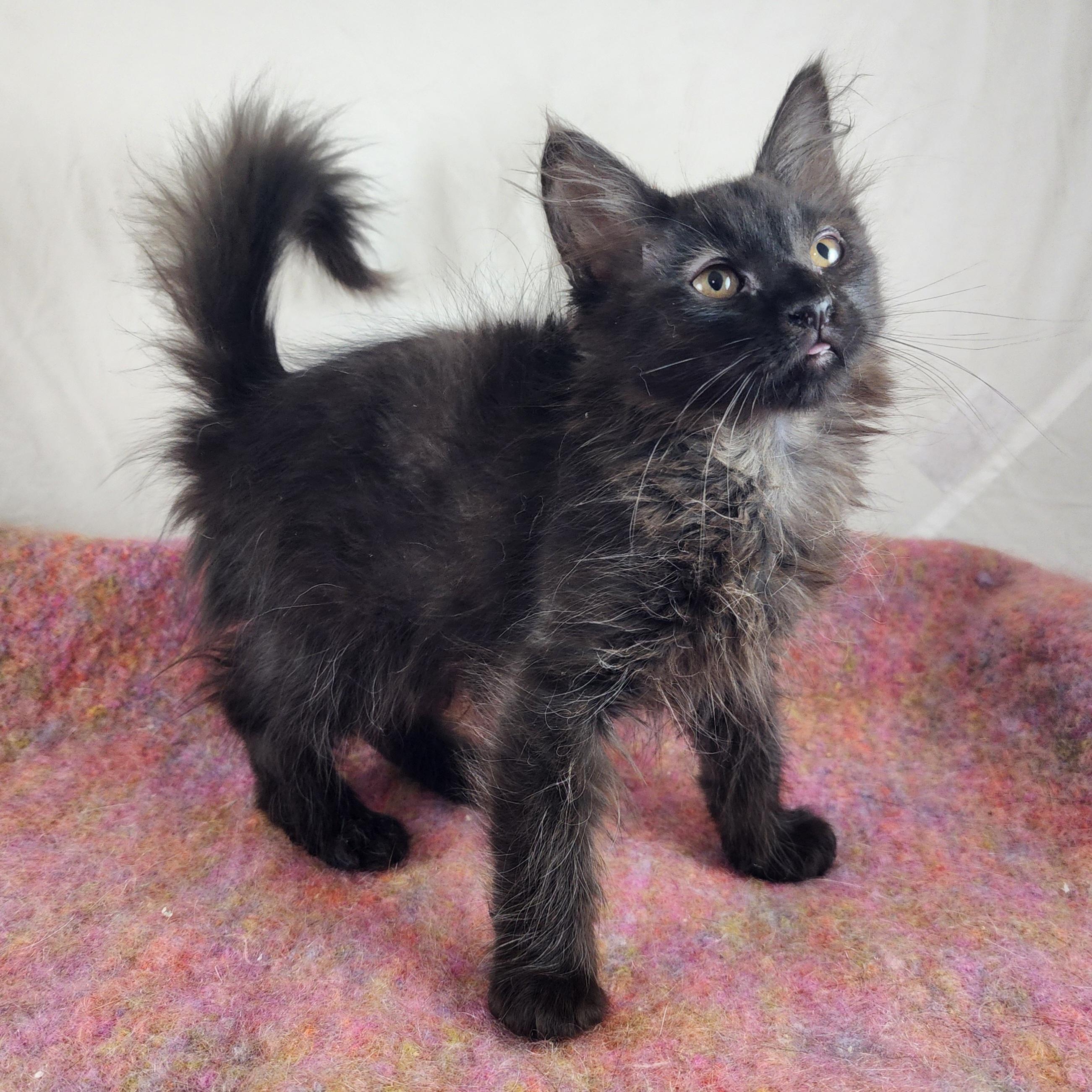 Enlarge Casanova, a Adopted Domestic Medium Hair in New York, NY image 3/6