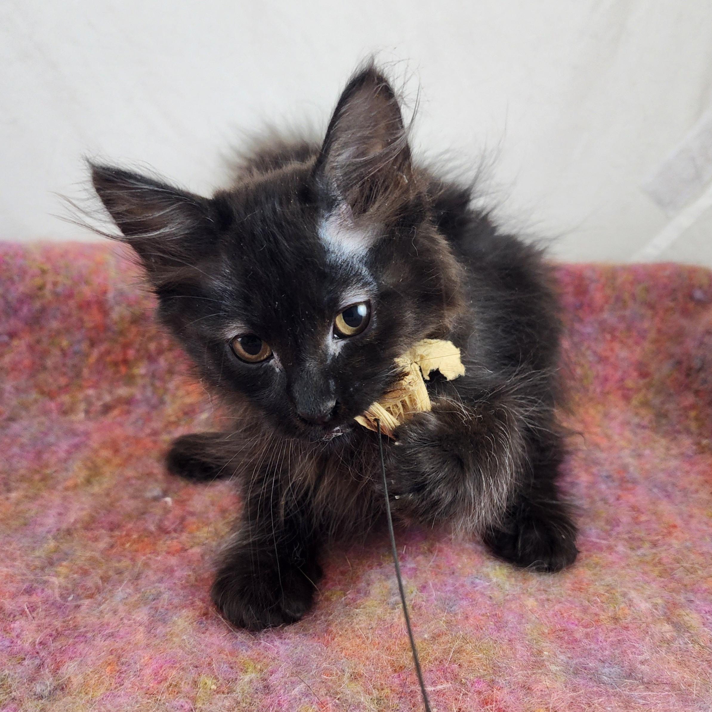 Enlarge Casanova, a Adopted Domestic Medium Hair in New York, NY image 4/6