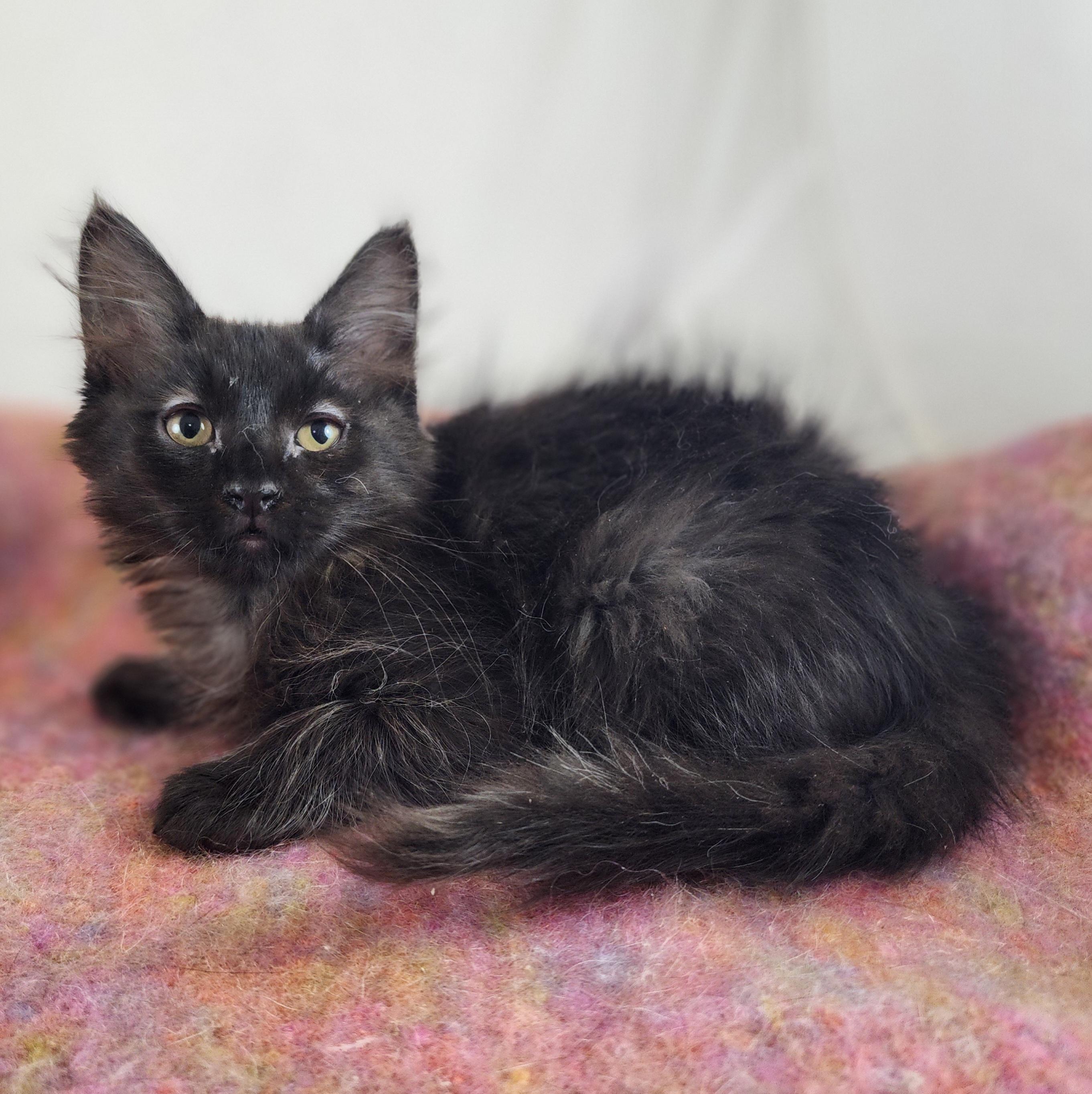 Enlarge Casanova, a Adopted Domestic Medium Hair in New York, NY image 5/6