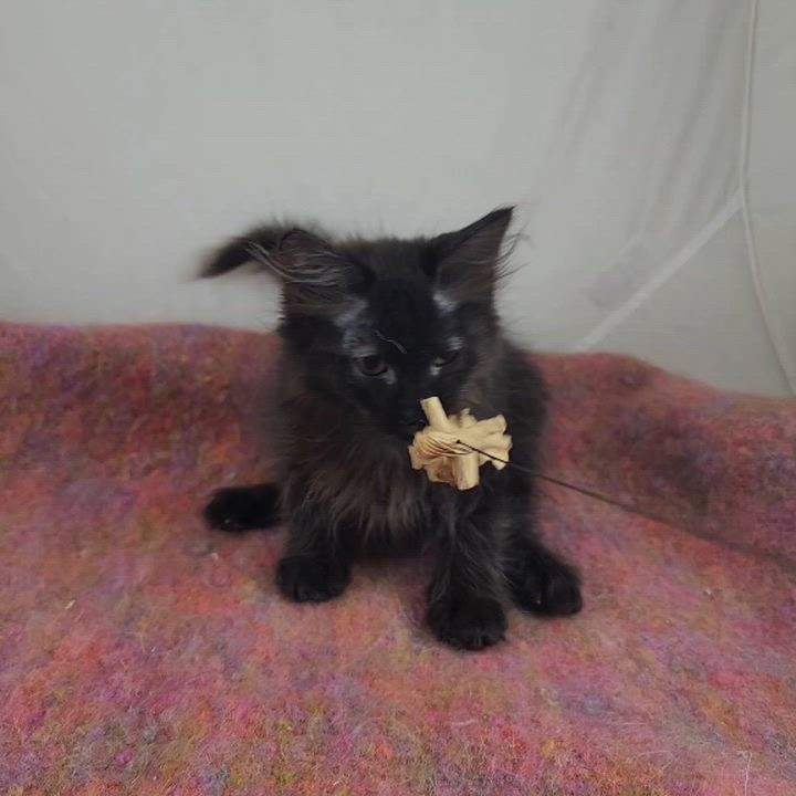 Enlarge Casanova, a Adopted Domestic Medium Hair in New York, NY video 6/6