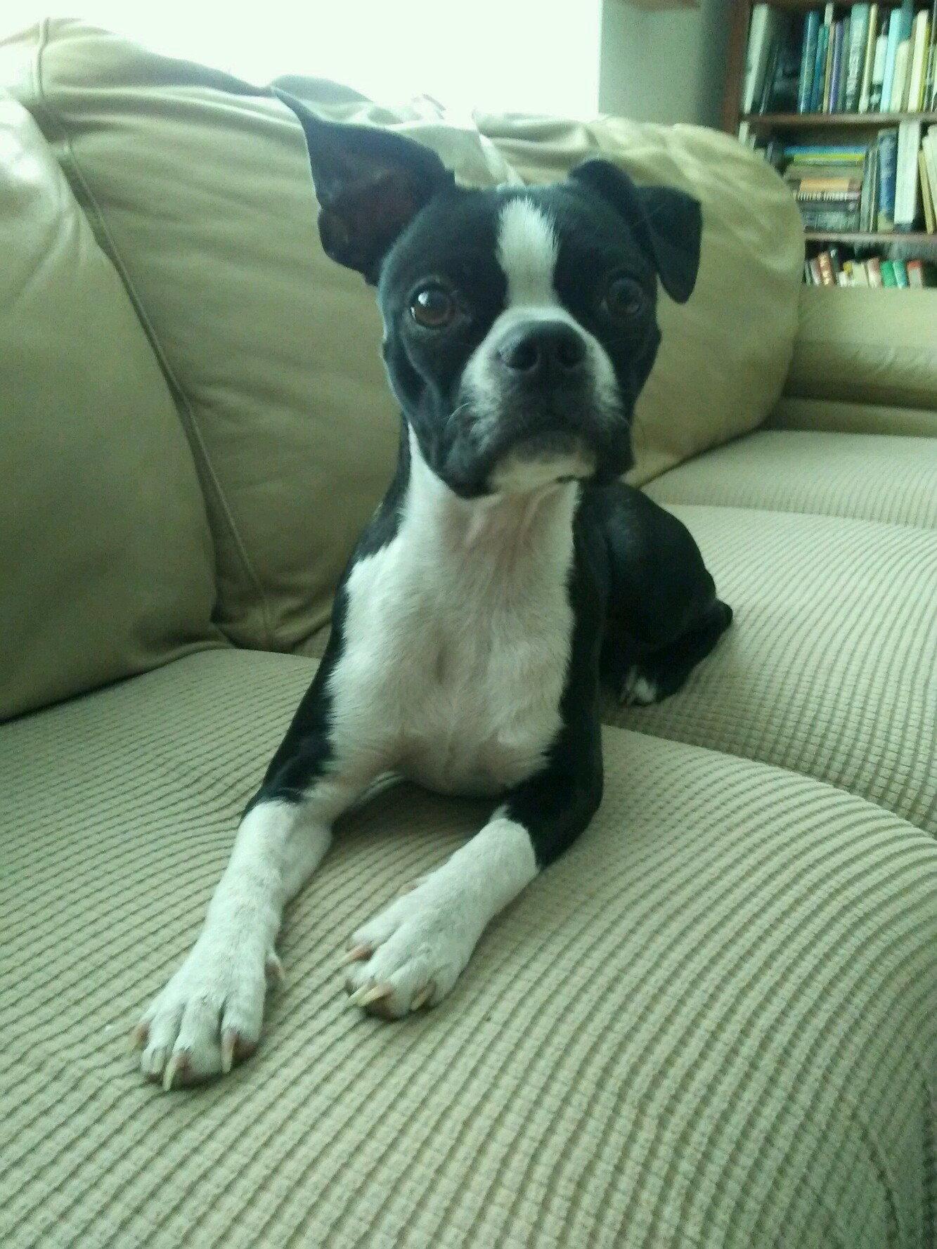 Lily, a Adopted Boston Terrier in Buffalo, MN image 1/3