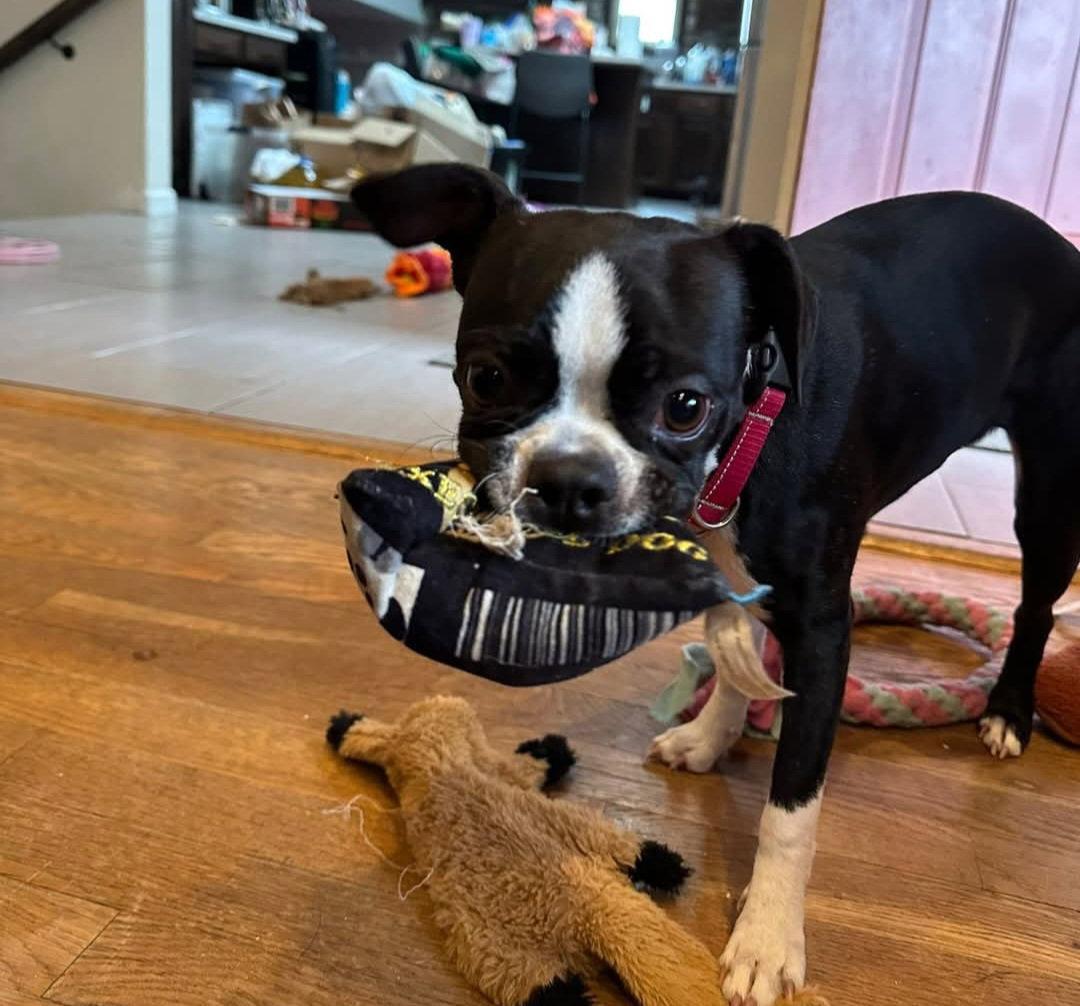 Lily, a Adopted Boston Terrier in Buffalo, MN image 2/3