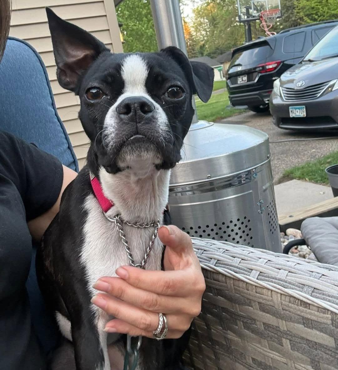 Lily, a Adopted Boston Terrier in Buffalo, MN image 3/3