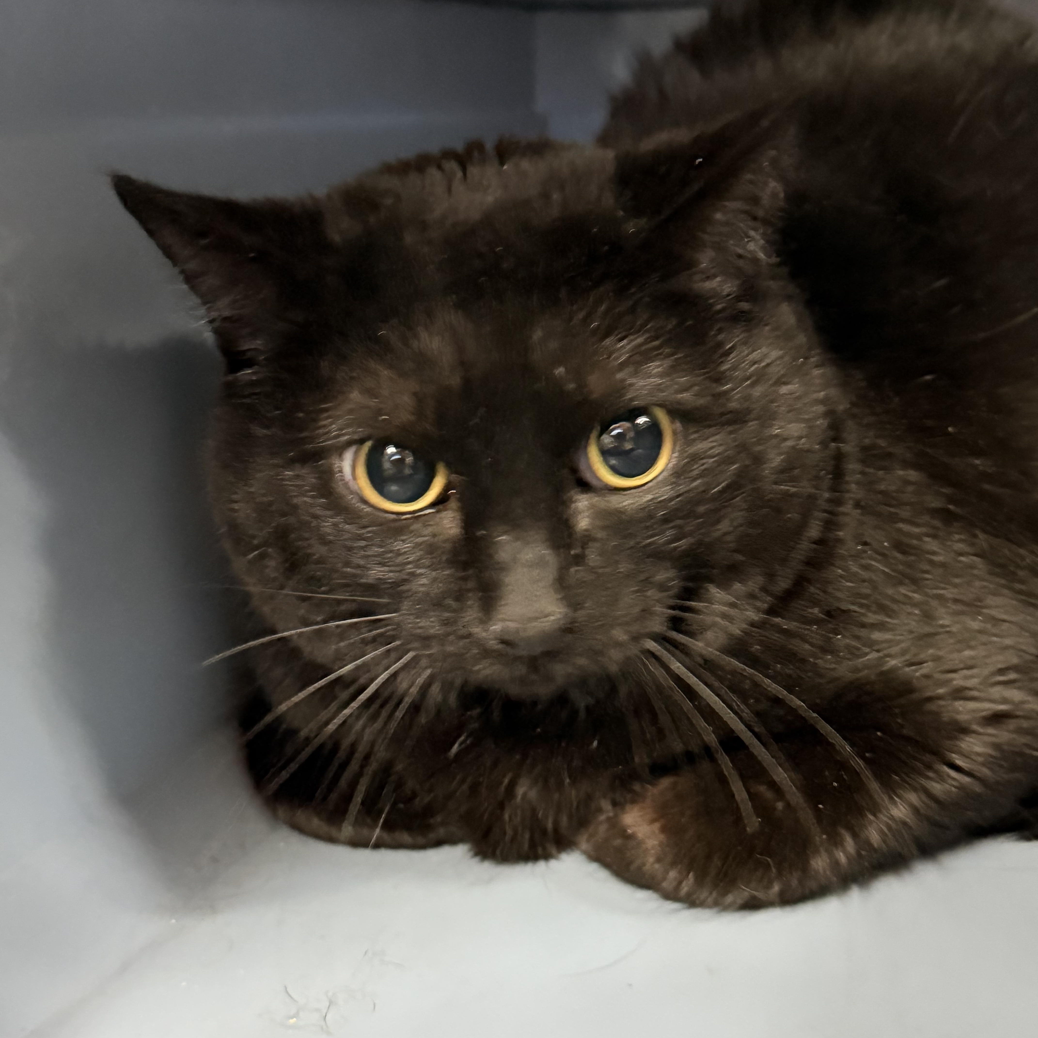 Jezzie — thumbnail 2