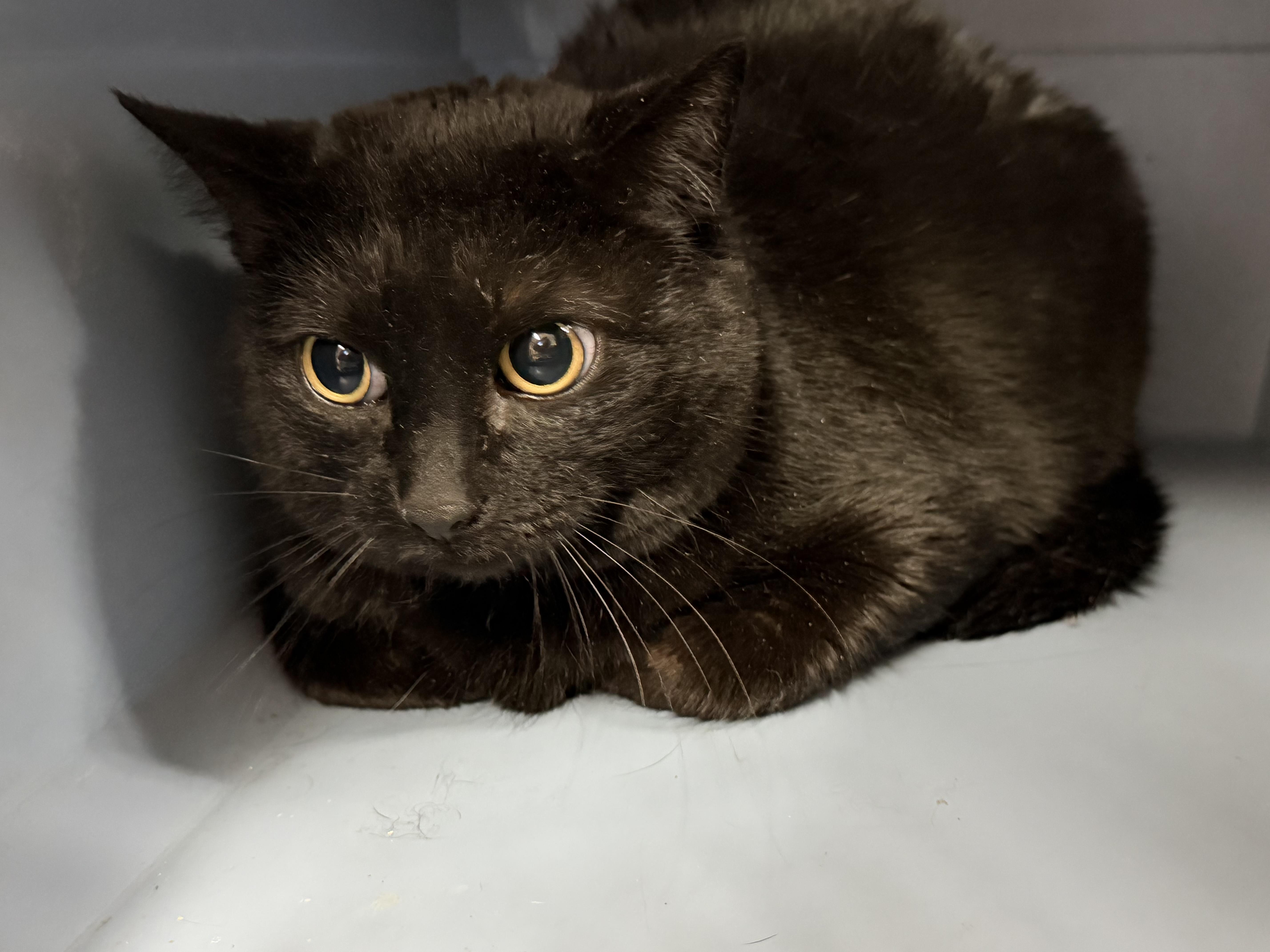 Jezzie — thumbnail 5