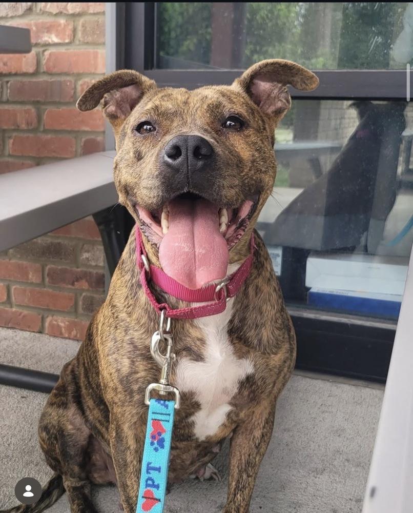 Ember (Mama 2026), Adoptable, Adult Female Pit Bull Terrier & Mixed Breed.