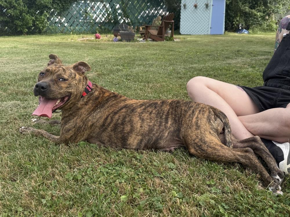 Ember (Mama 2026), a Adoptable mixed breed in Wenonah, NJ image 2/6