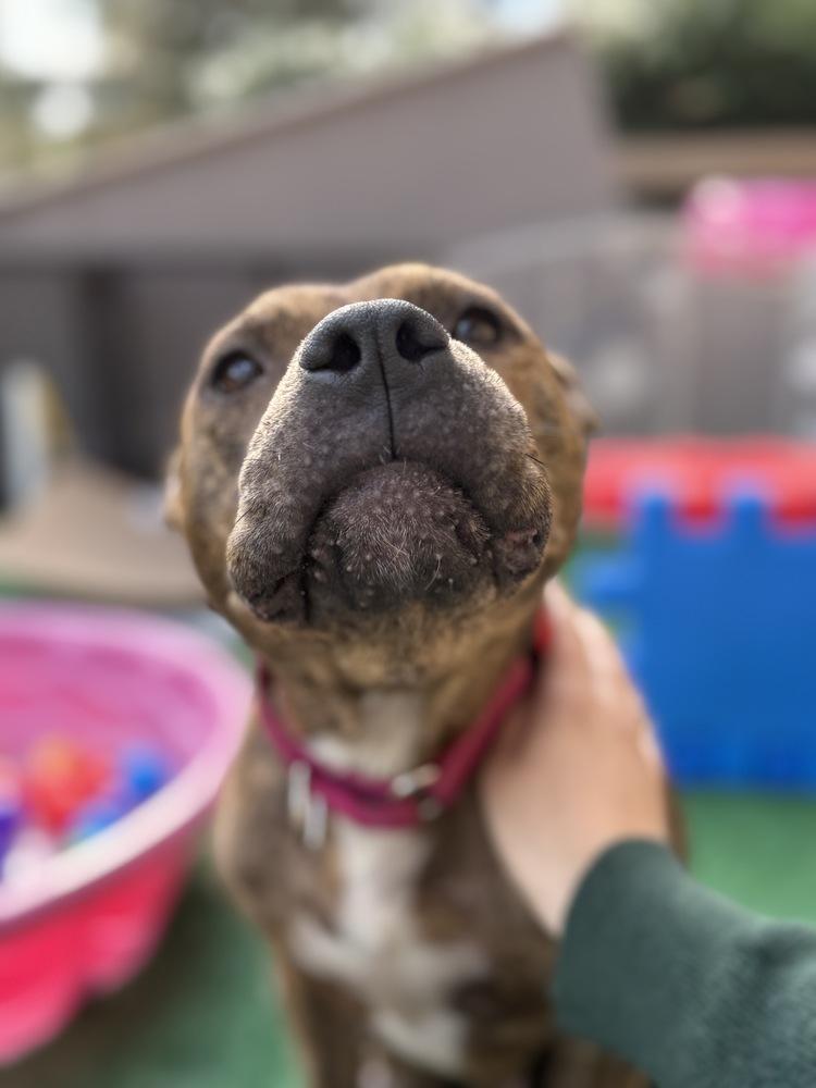 Enlarge Ember  (Mama 2026), a Adoptable mixed breed in Wenonah, NJ image 2/5