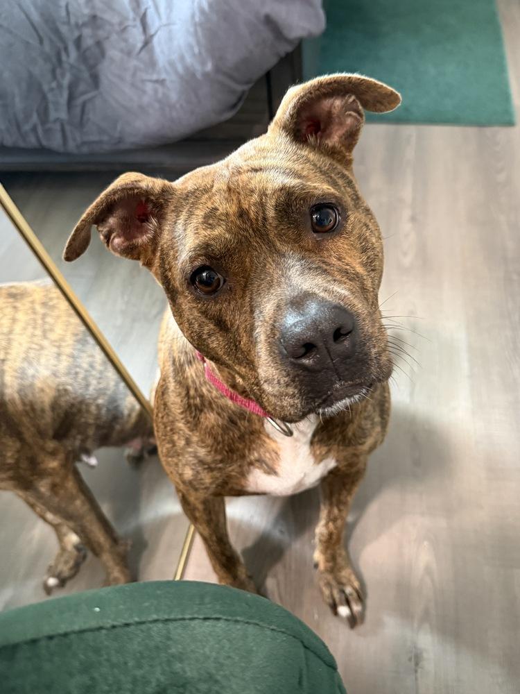 Ember (Mama 2026), a Adoptable mixed breed in Wenonah, NJ image 3/6