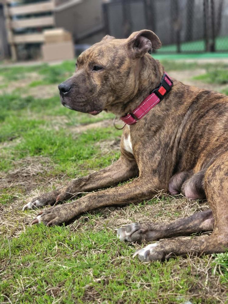 Enlarge Ember  (Mama 2026), a Adoptable mixed breed in Wenonah, NJ image 3/5