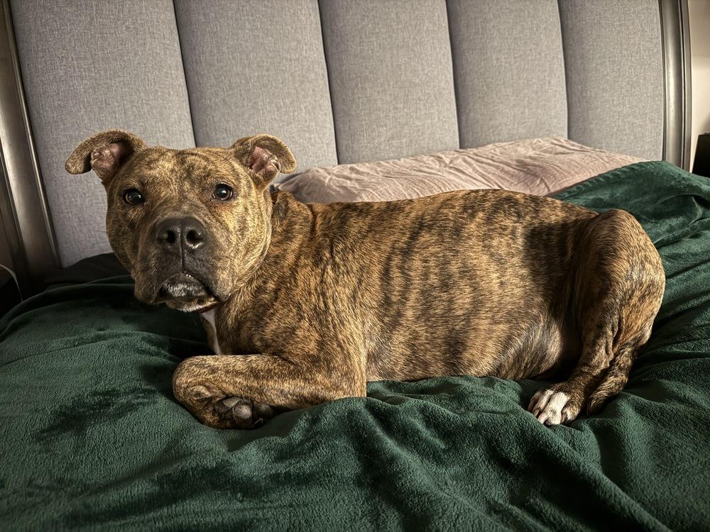 Ember (Mama 2026), a Adoptable mixed breed in Wenonah, NJ image 4/6