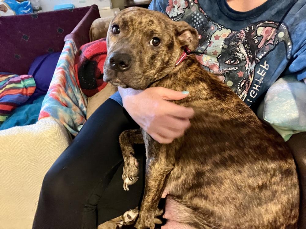 Enlarge Ember  (Mama 2026), a Adoptable mixed breed in Wenonah, NJ image 4/5