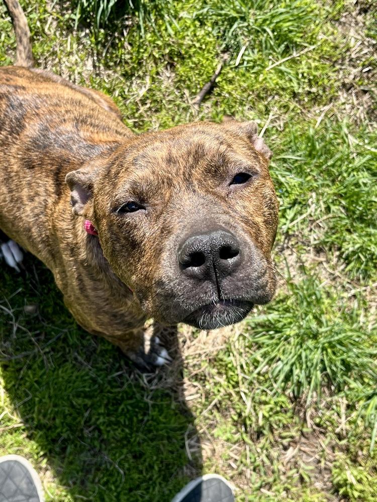 Enlarge Ember  (Mama 2026), a Adoptable mixed breed in Wenonah, NJ image 5/5