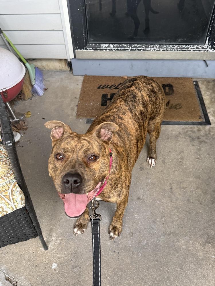 Ember (Mama 2026), a Adoptable mixed breed in Wenonah, NJ image 5/6