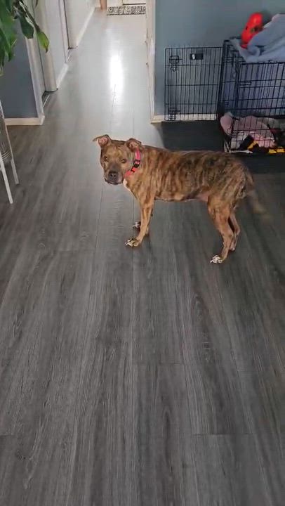 Enlarge Ember  (Mama 2026), a Adoptable mixed breed in Wenonah, NJ video 6/6