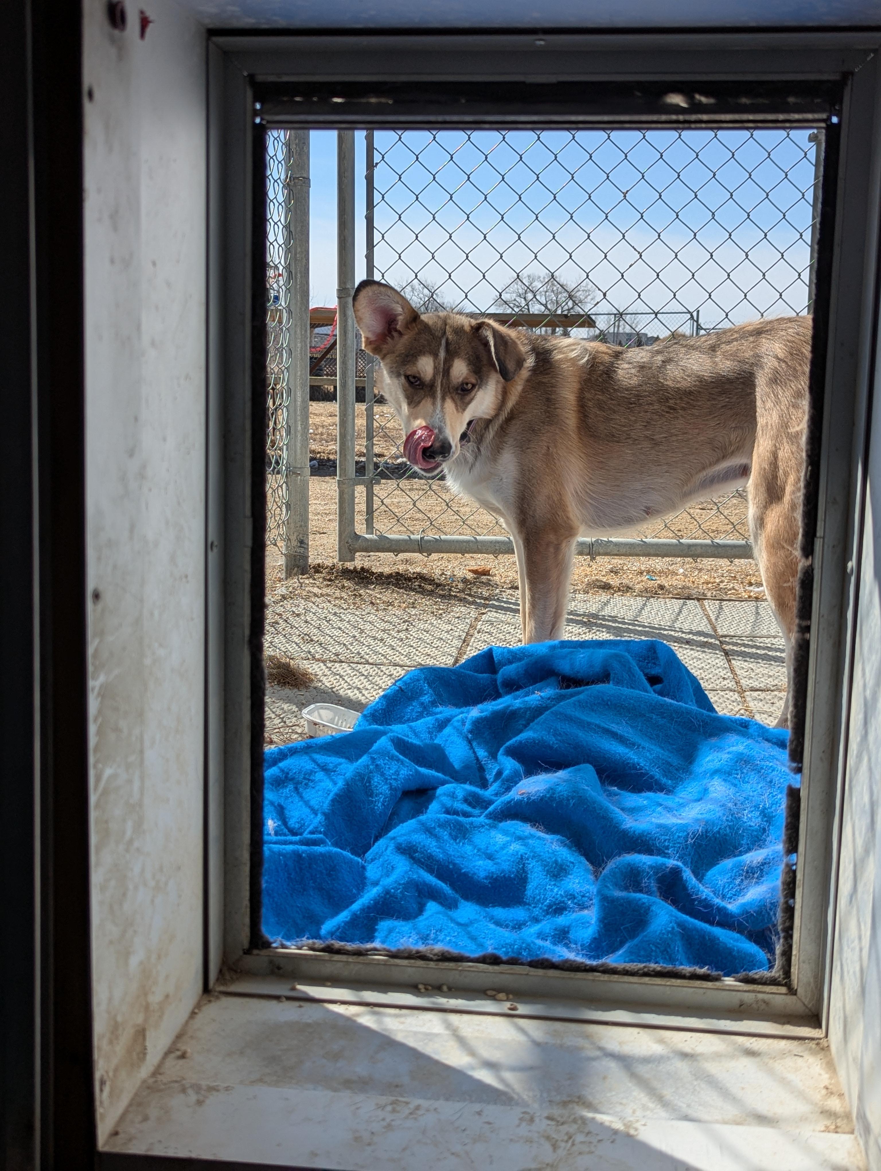 Fennec, an adoptable Husky, Shepherd in Morden, MB, R6M 1Y4 | Photo Image 5