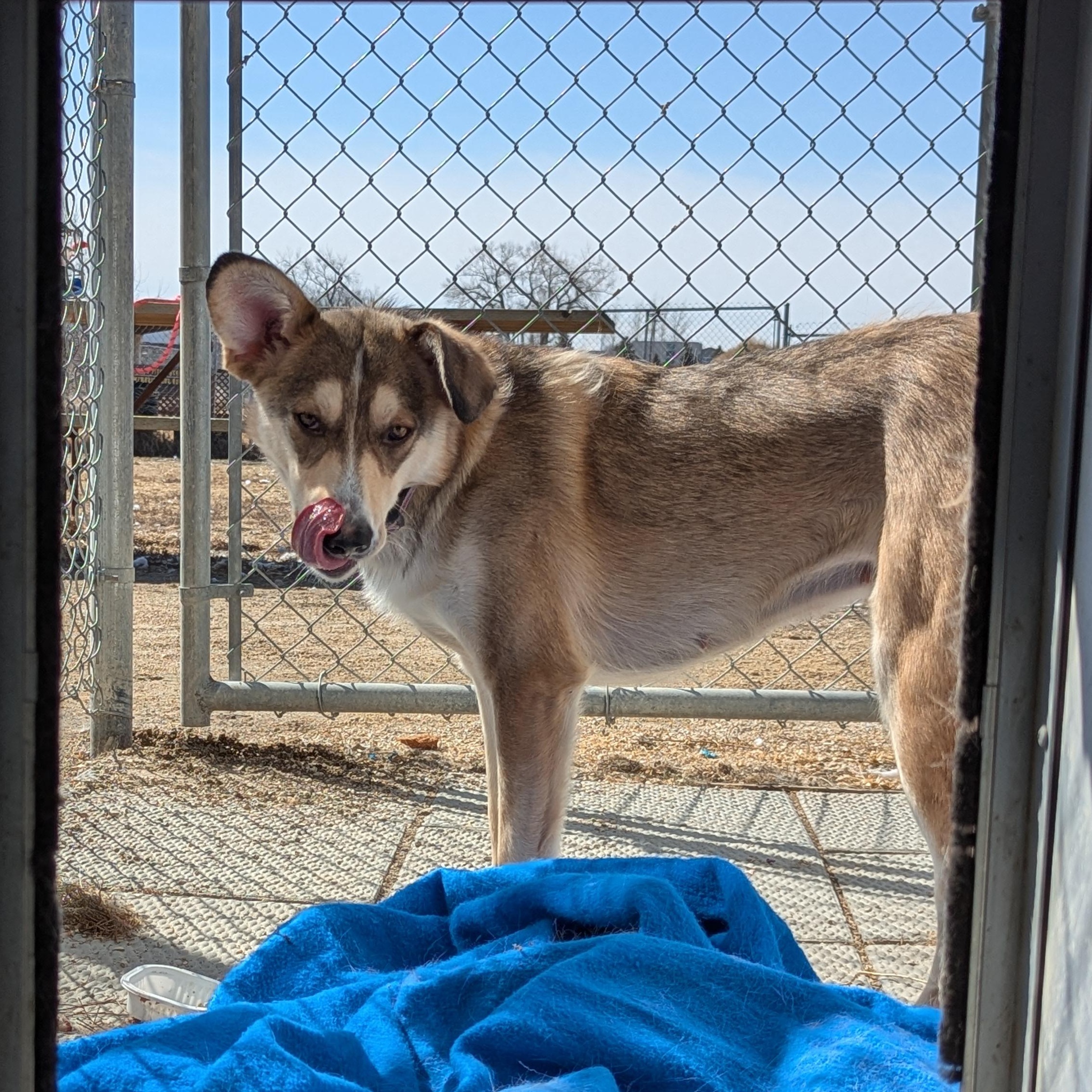 Fennec, a Adoptable mixed breed in Morden, MB image 2/4