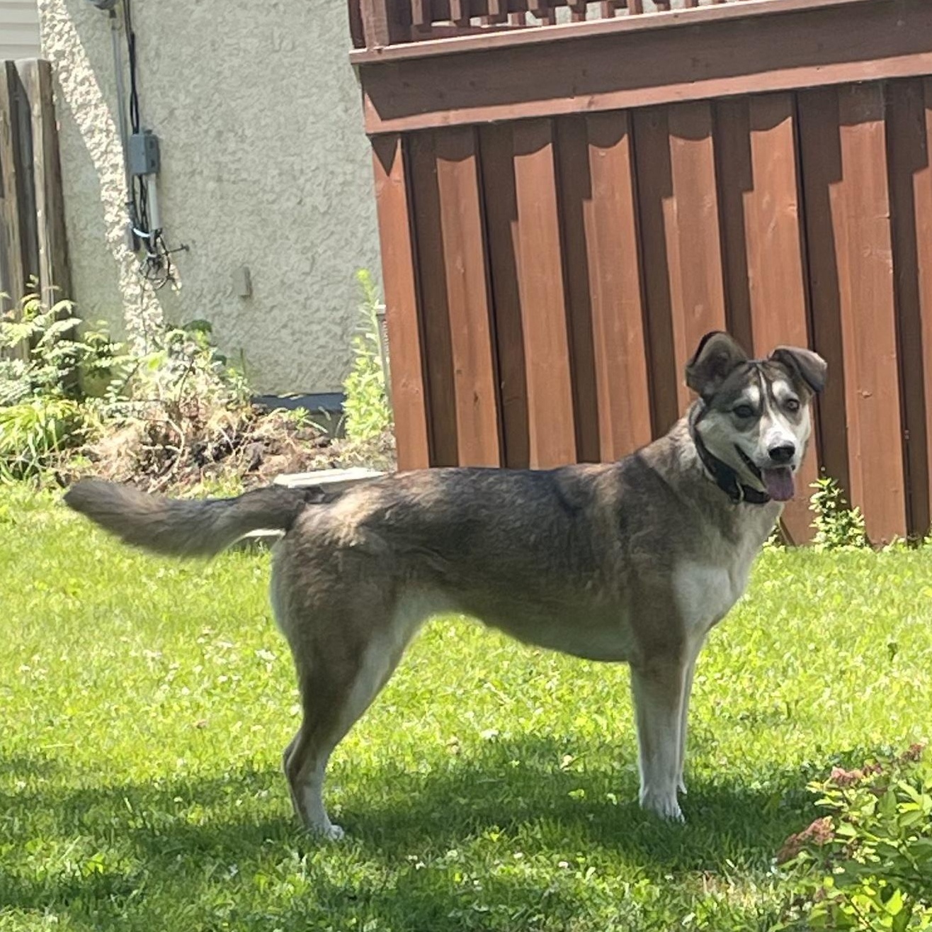 Fennec, an adoptable Husky, Shepherd in Morden, MB, R6M 1Y4 | Photo Image 3