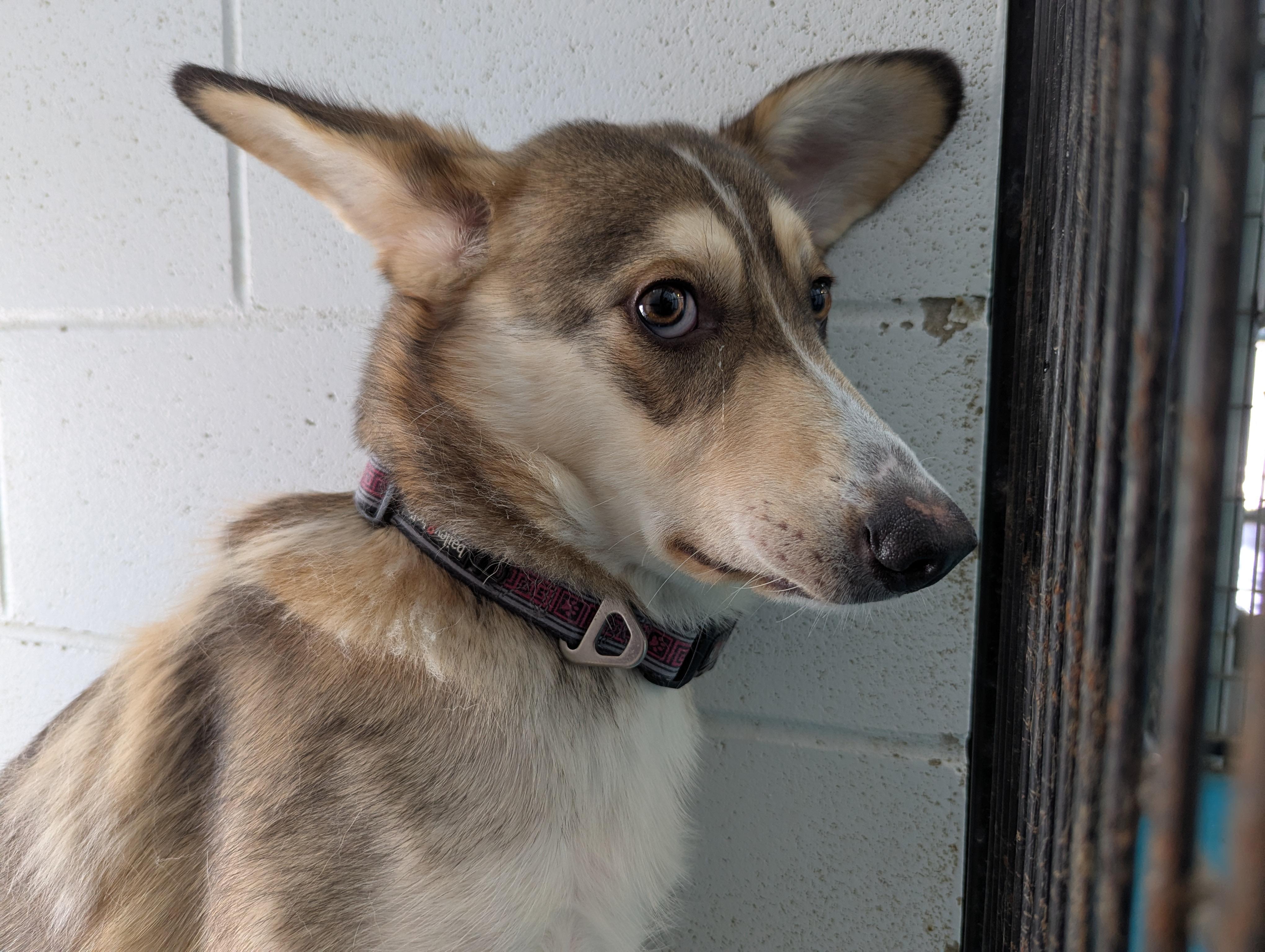 Fennec, an adoptable Husky, Shepherd in Morden, MB, R6M 1Y4 | Photo Image 2