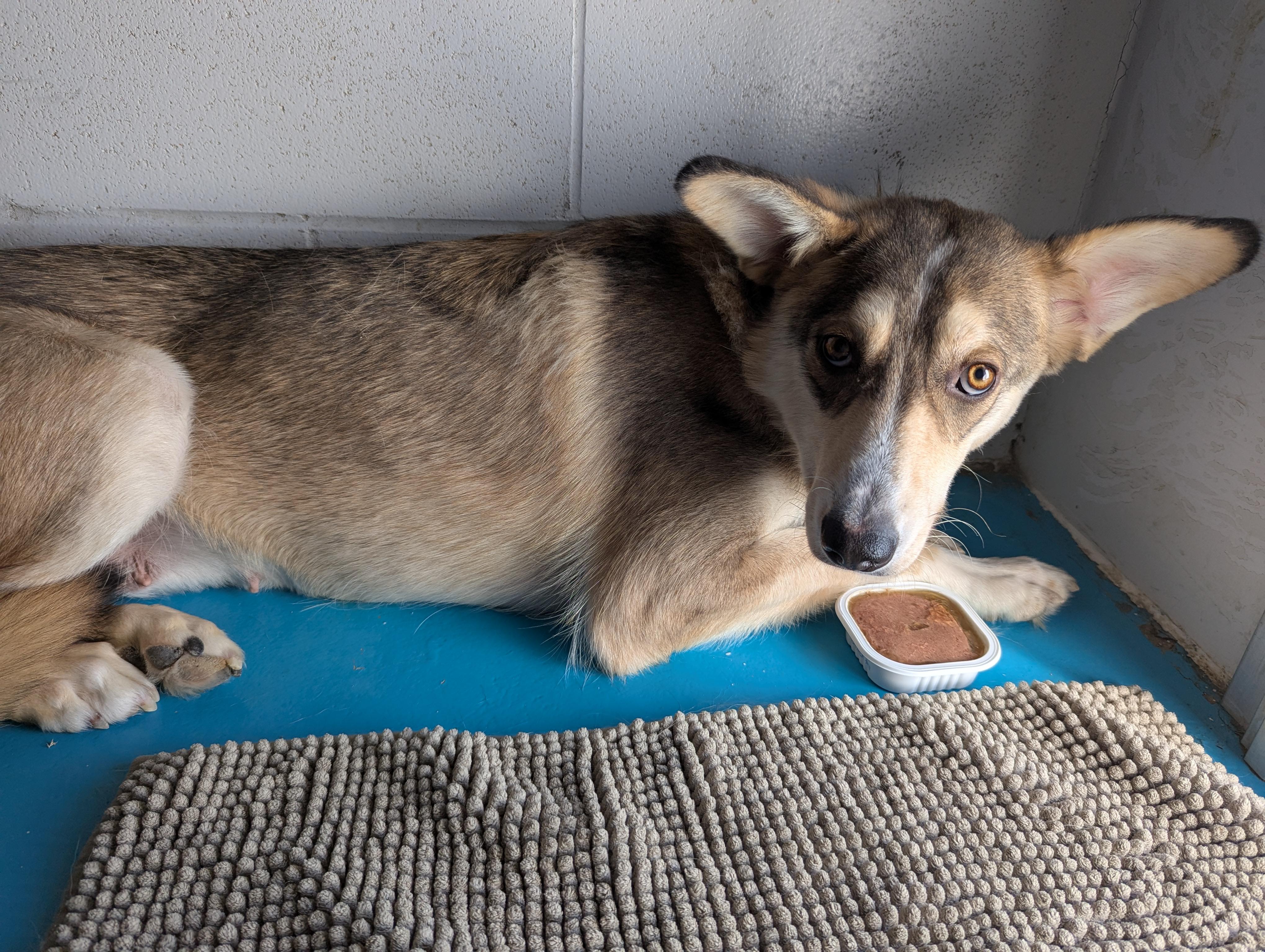 Fennec, an adoptable Husky, Shepherd in Morden, MB, R6M 1Y4 | Photo Image 3