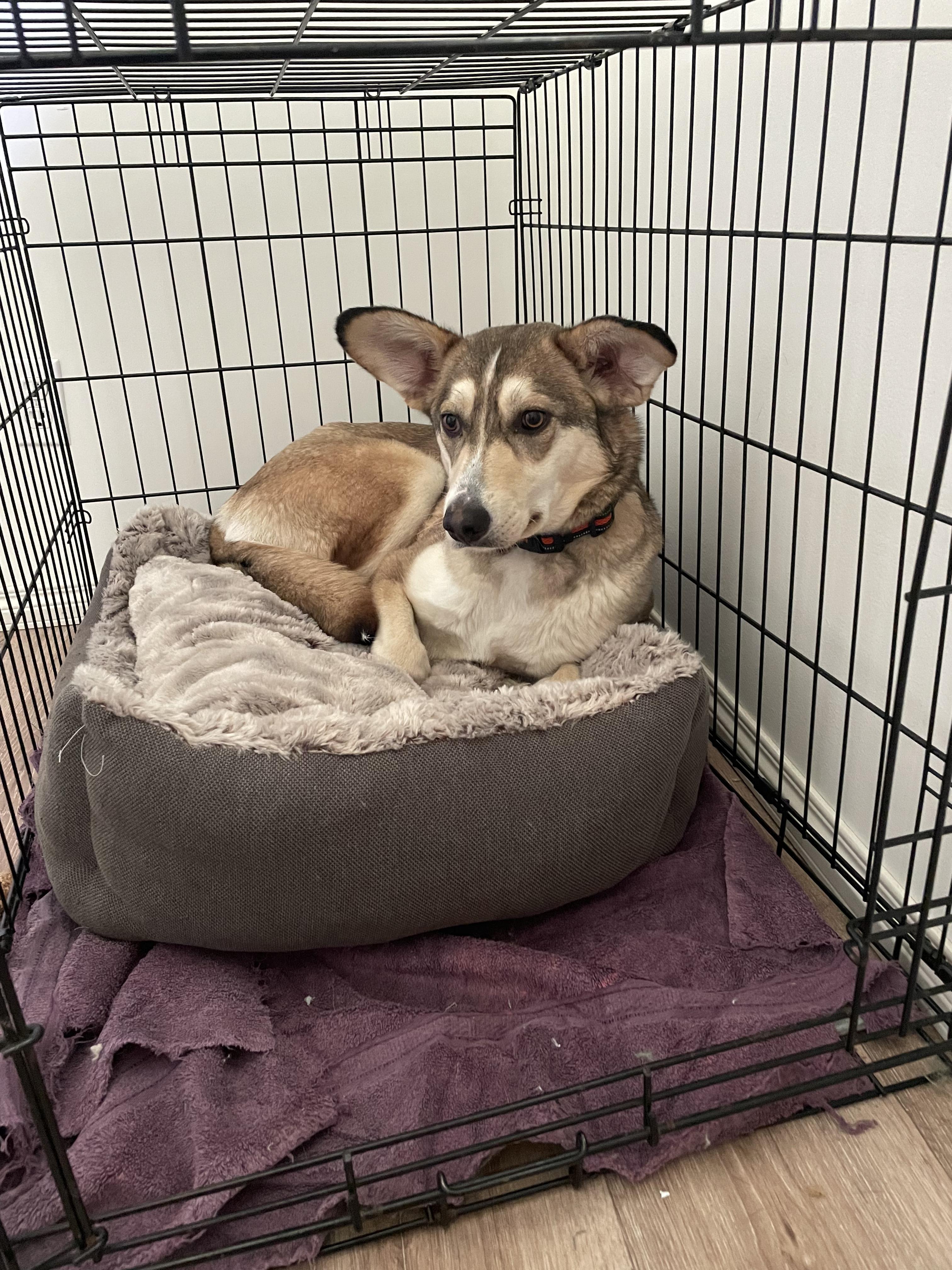 Fennec, an adoptable Husky, Shepherd in Morden, MB, R6M 1Y4 | Photo Image 4