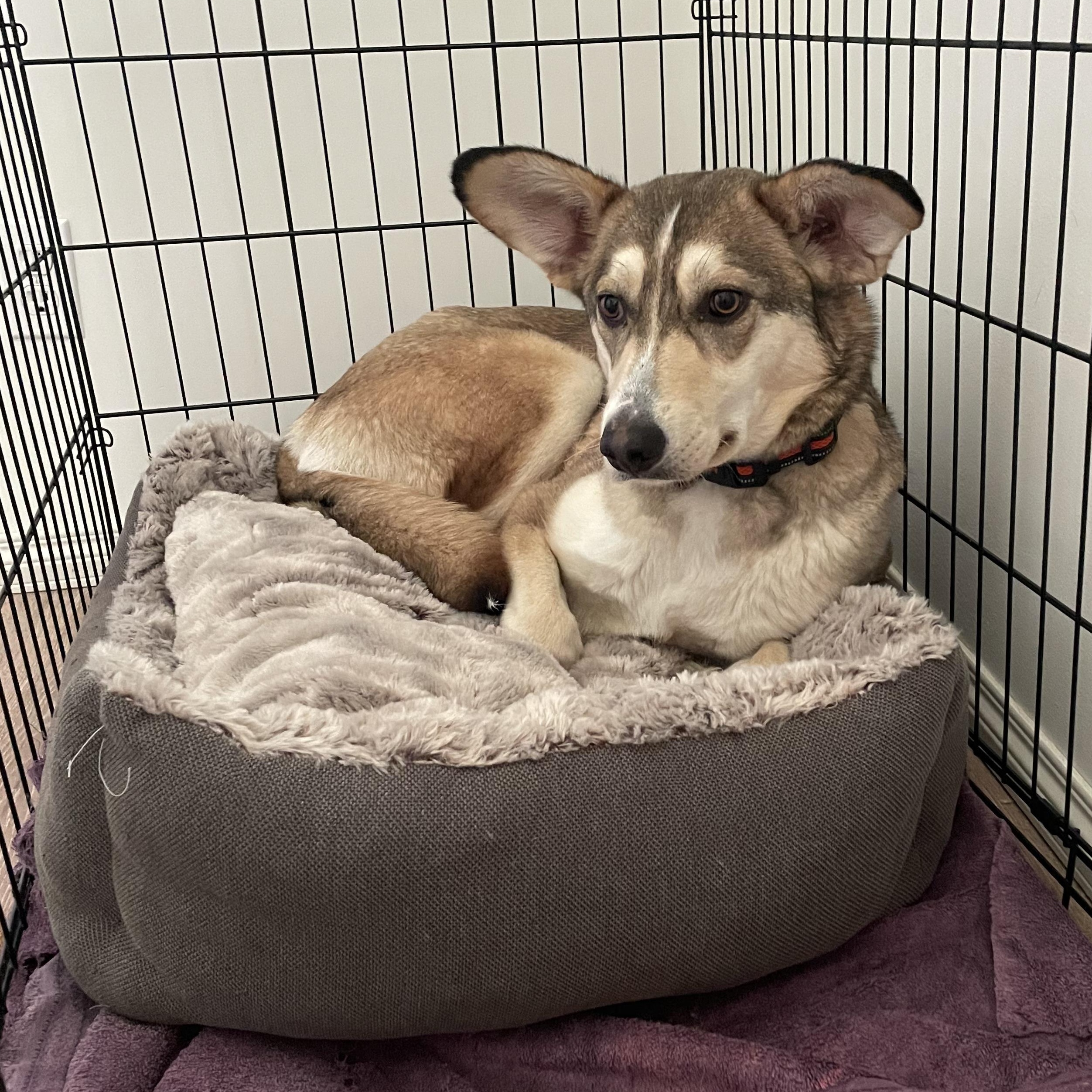 Fennec, an adoptable Husky, Shepherd in Morden, MB, R6M 1Y4 | Photo Image 4