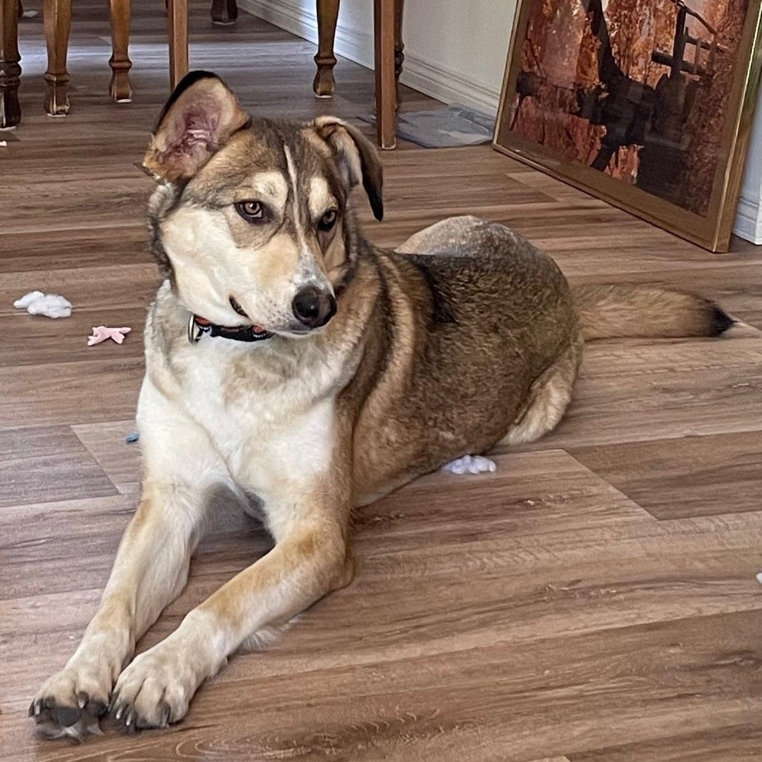 Fennec, Adoptable, Adult Female Husky & Shepherd.