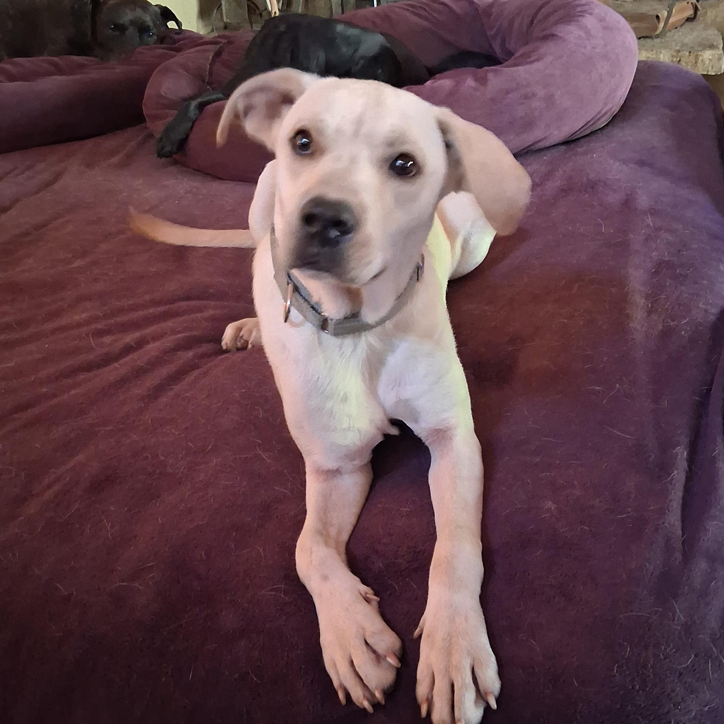 Enlarge Vernon, a Adopted mixed breed in North Jackson, OH image 3/3