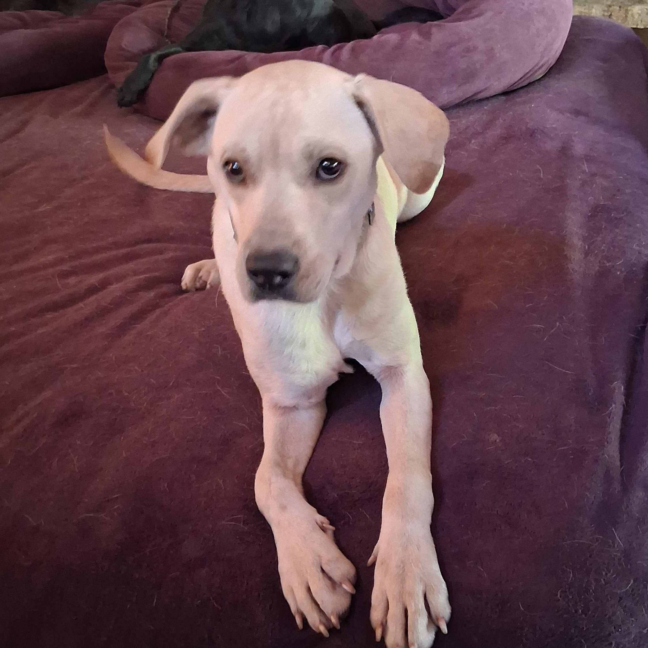 Enlarge Vernon, a Adopted mixed breed in North Jackson, OH image 1/3