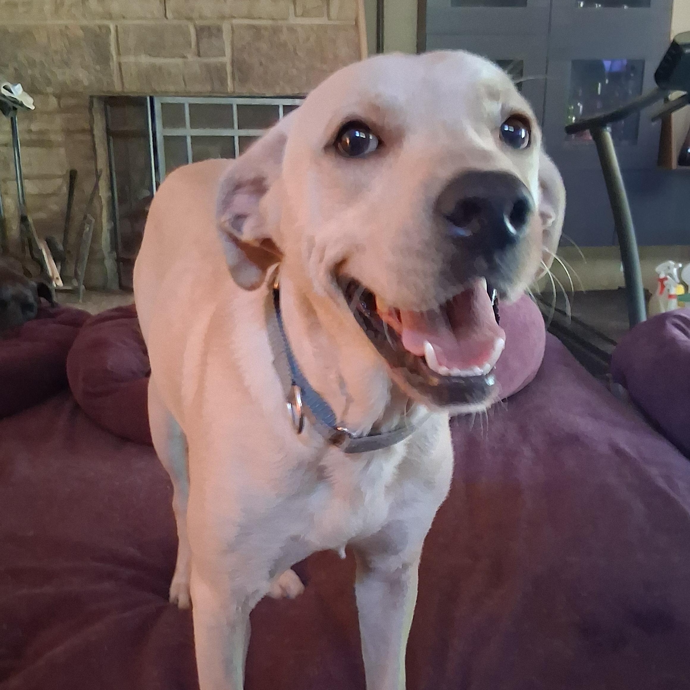 Enlarge Vernon, a Adopted mixed breed in North Jackson, OH image 2/3