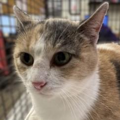 Enlarge Microphone, an adopted mixed breed in Rapid City, SD image 1/1