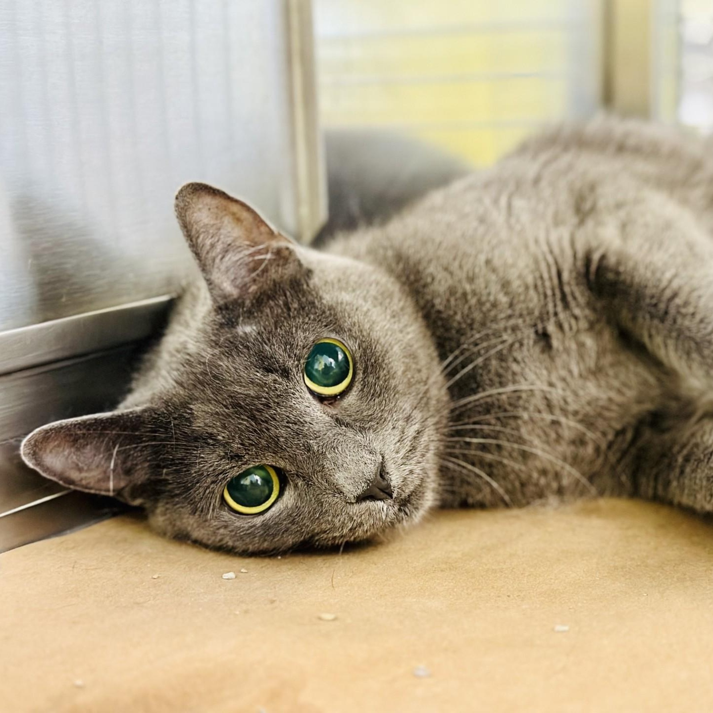 Dove , ADOPTABLE, Adult Female Domestic Short Hair.