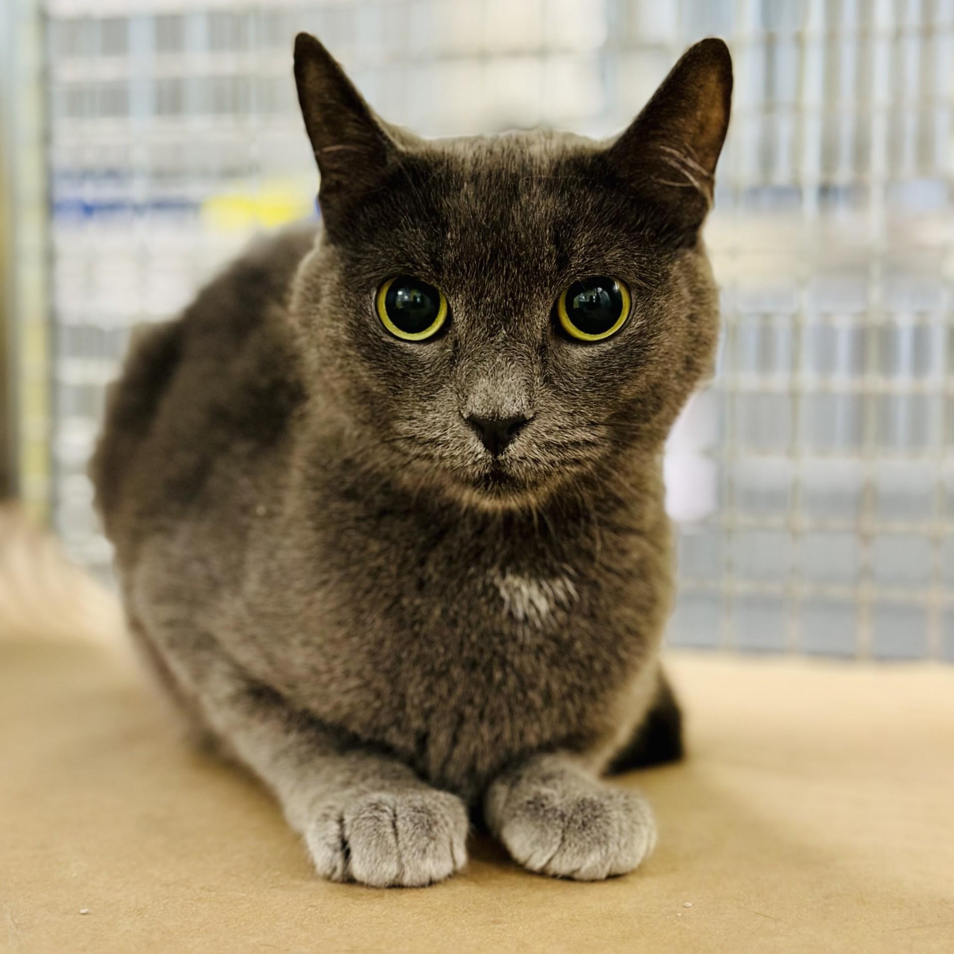 Dove , a ADOPTABLE Domestic Short Hair in Jackson, NJ image 2/2