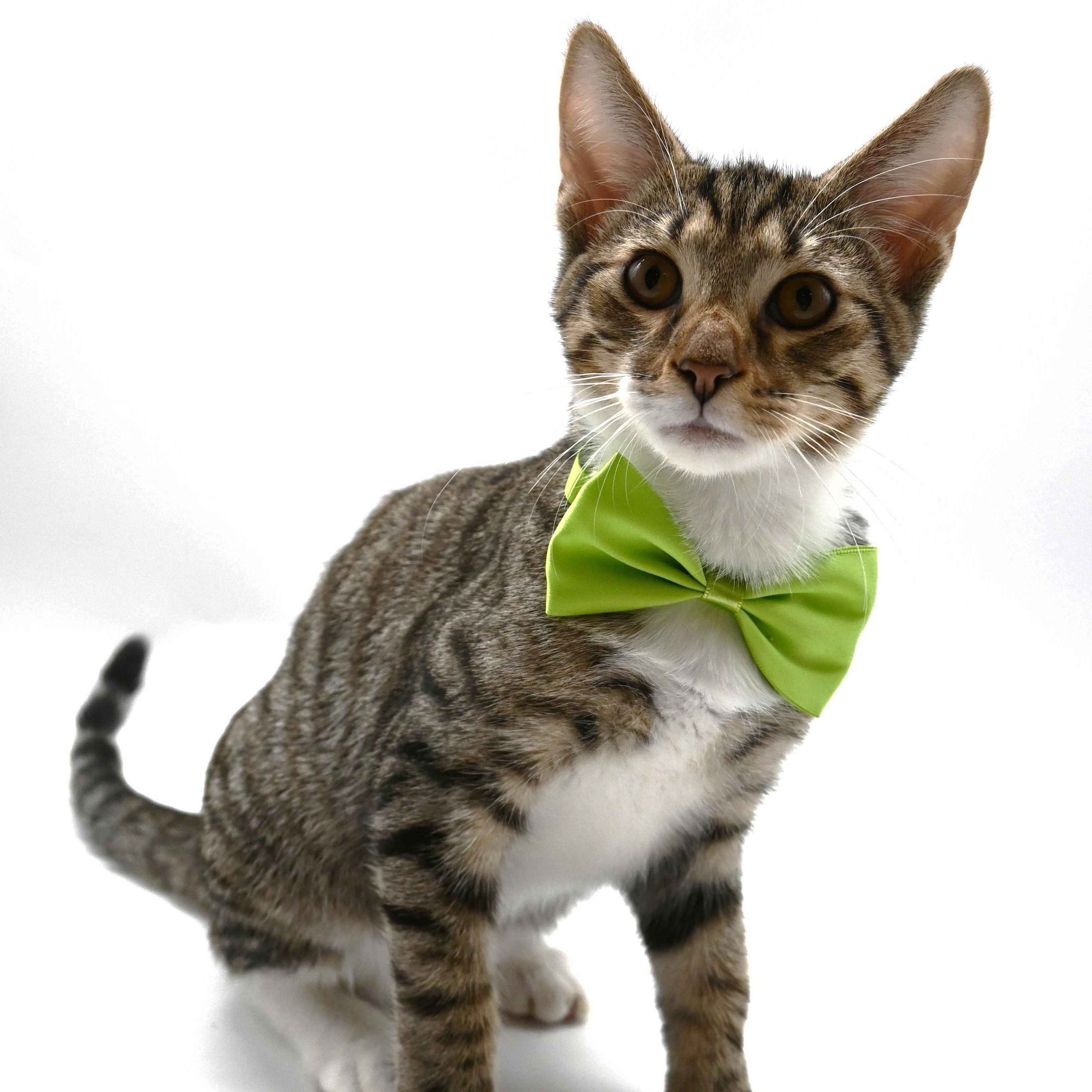 Zeke, Adoptable, Kitten Male Domestic Short Hair & Tabby.