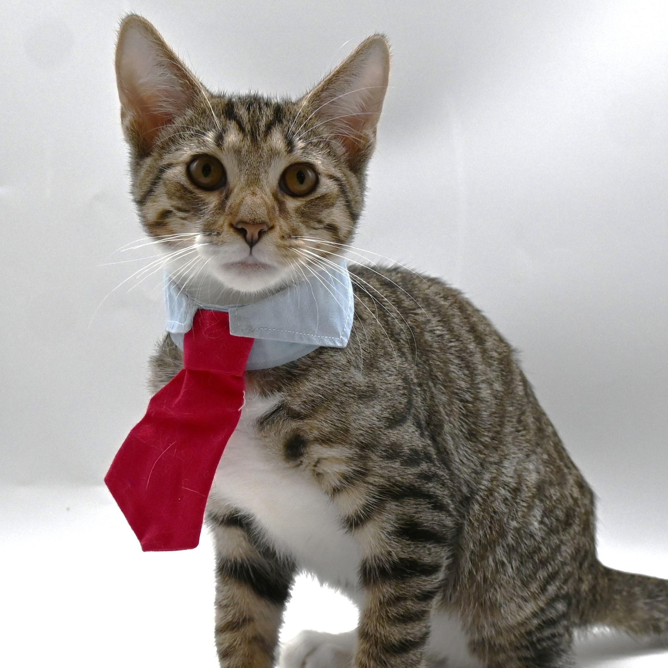 Enlarge Zeke, a Adoptable mixed breed in Farmington, CT image 2/6