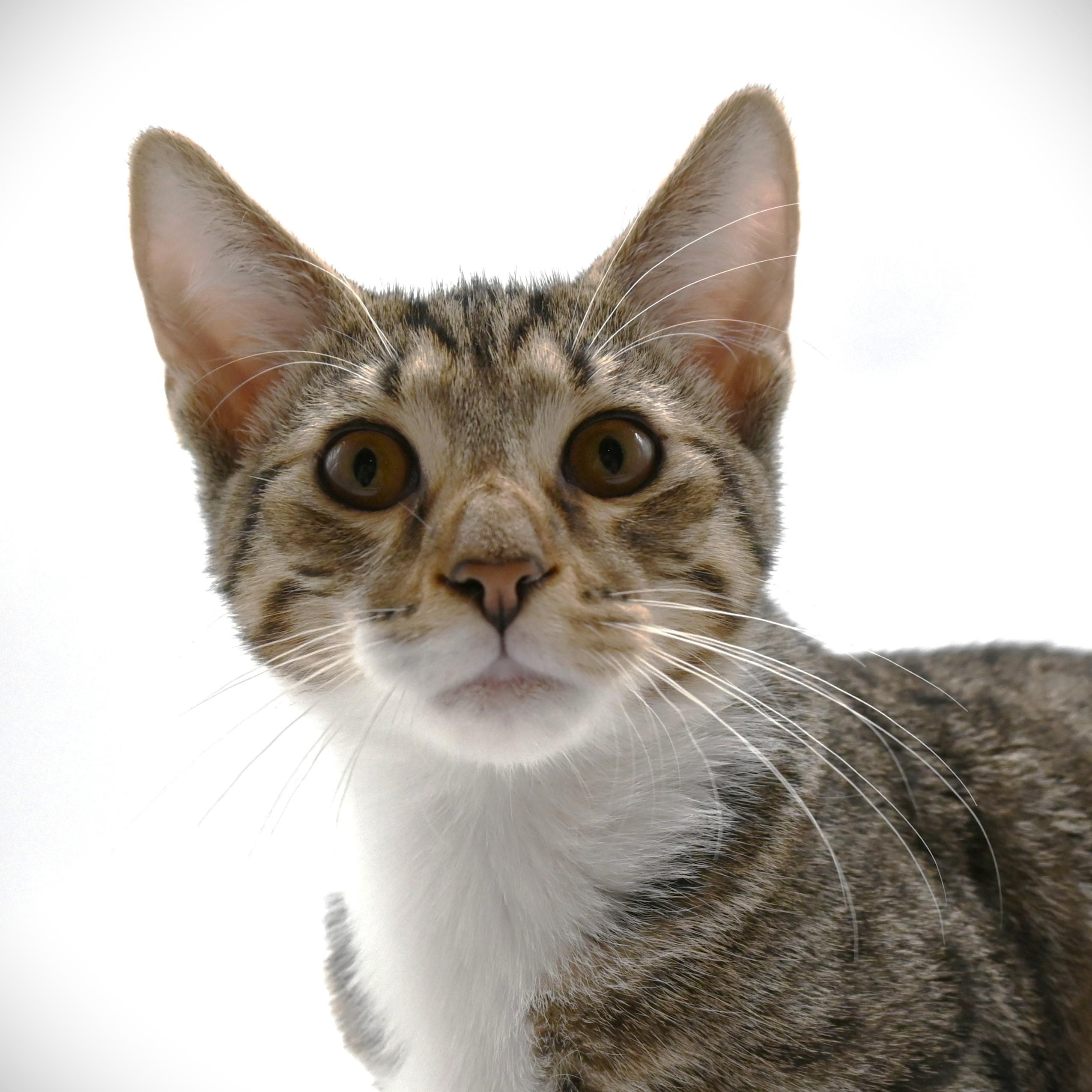 Enlarge Zeke, a Adoptable mixed breed in Farmington, CT image 4/6