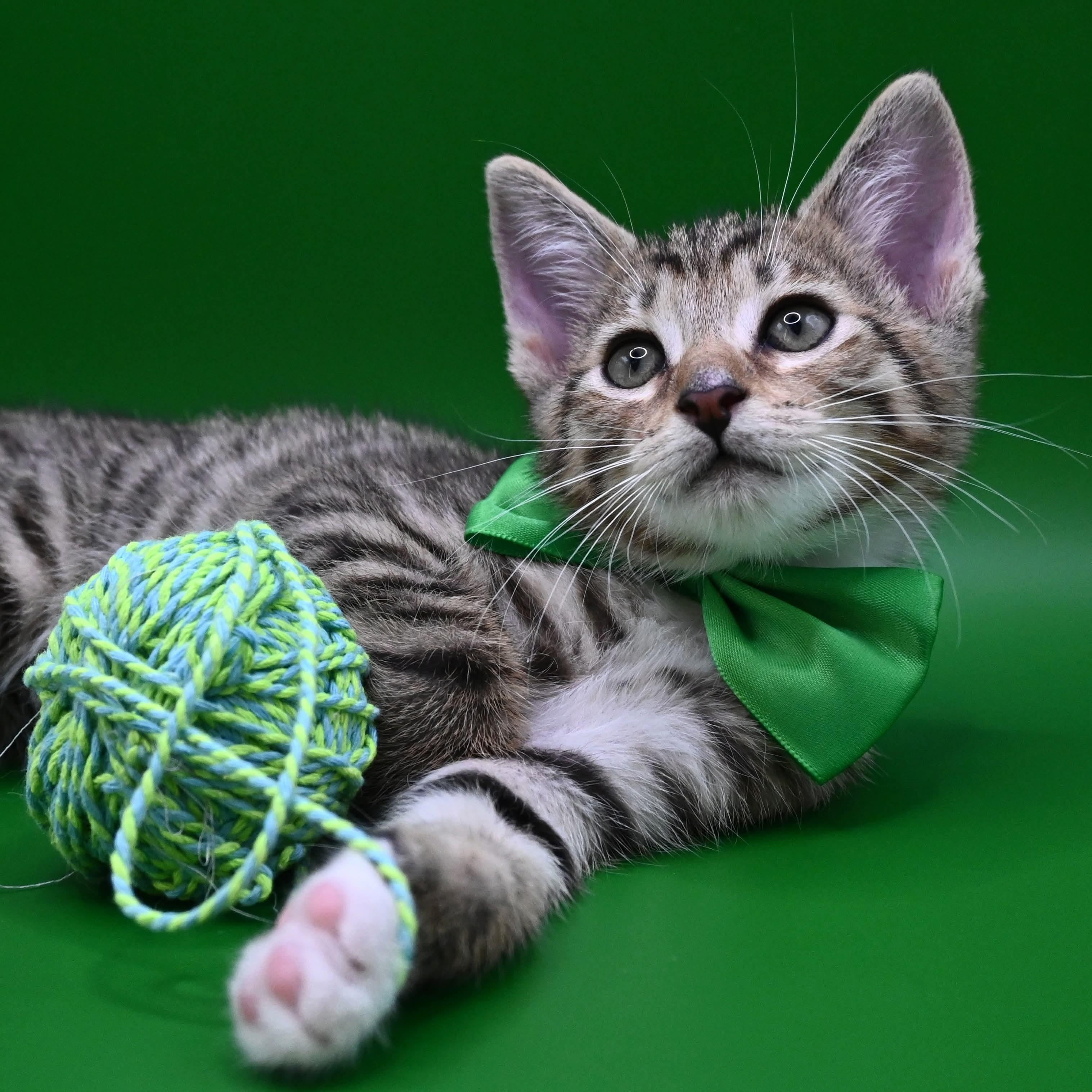 Enlarge Zeke, a Adoptable mixed breed in Farmington, CT image 6/6