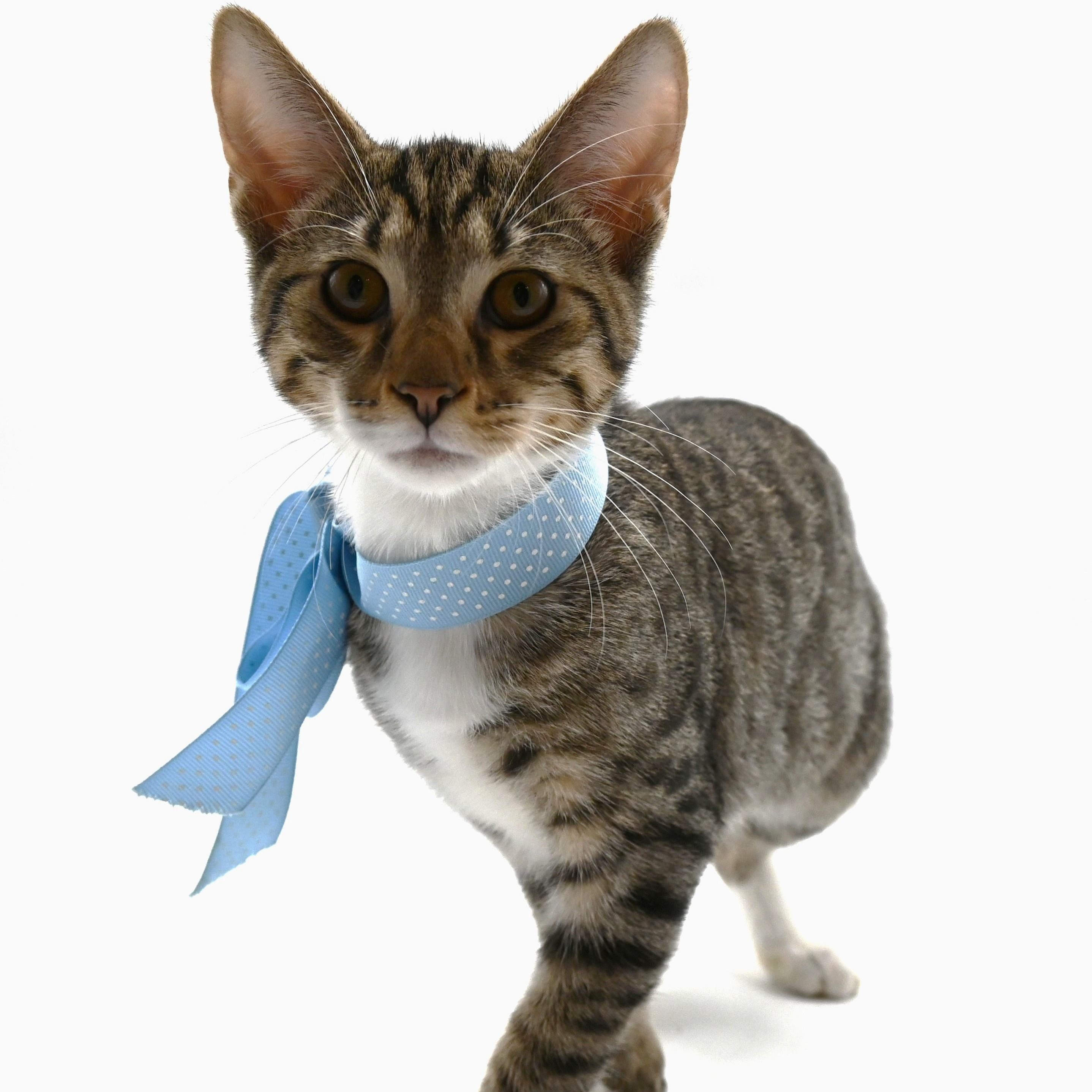 Enlarge Zeke, a Adoptable mixed breed in Farmington, CT image 3/6