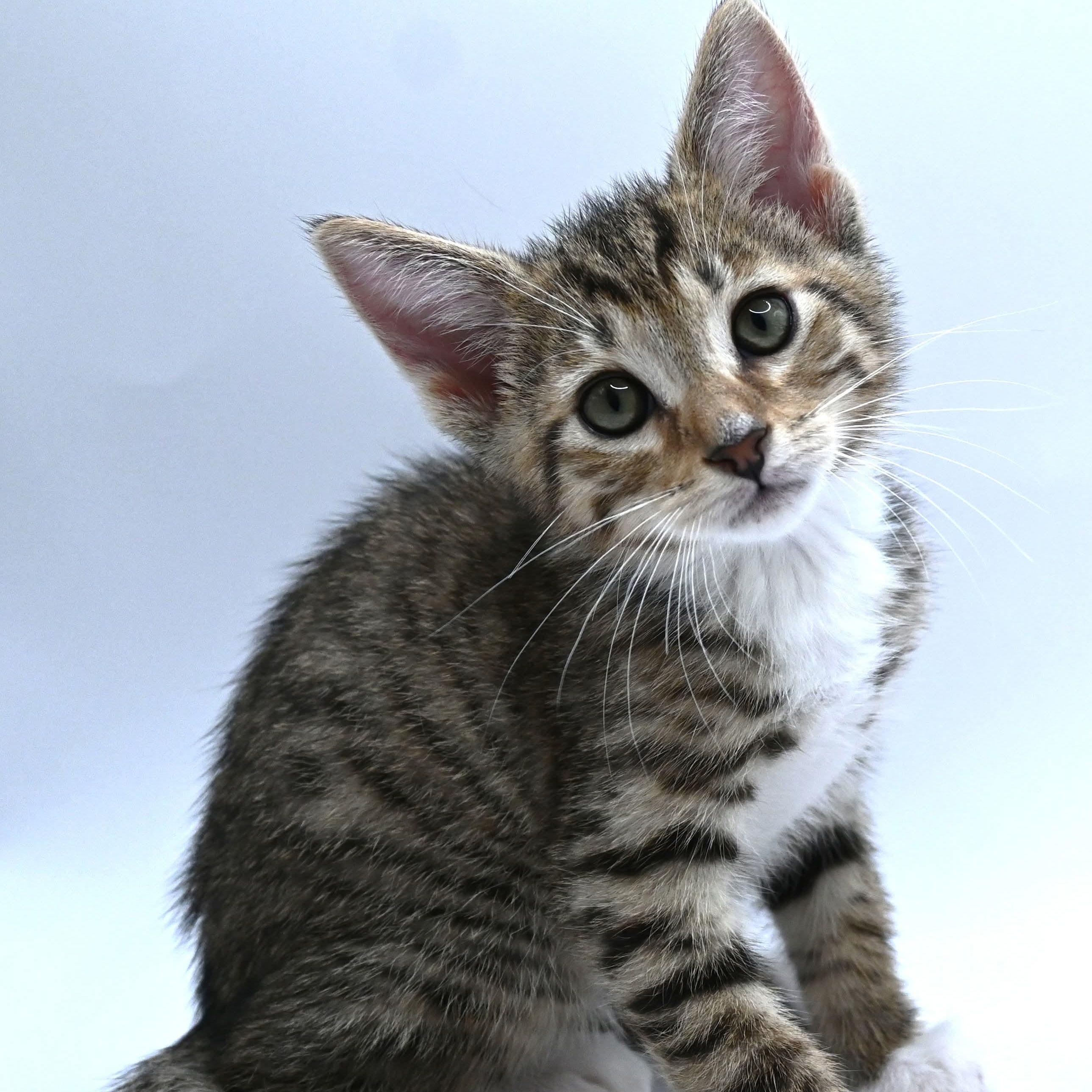 Enlarge Zeke, a Adoptable mixed breed in Farmington, CT image 5/6